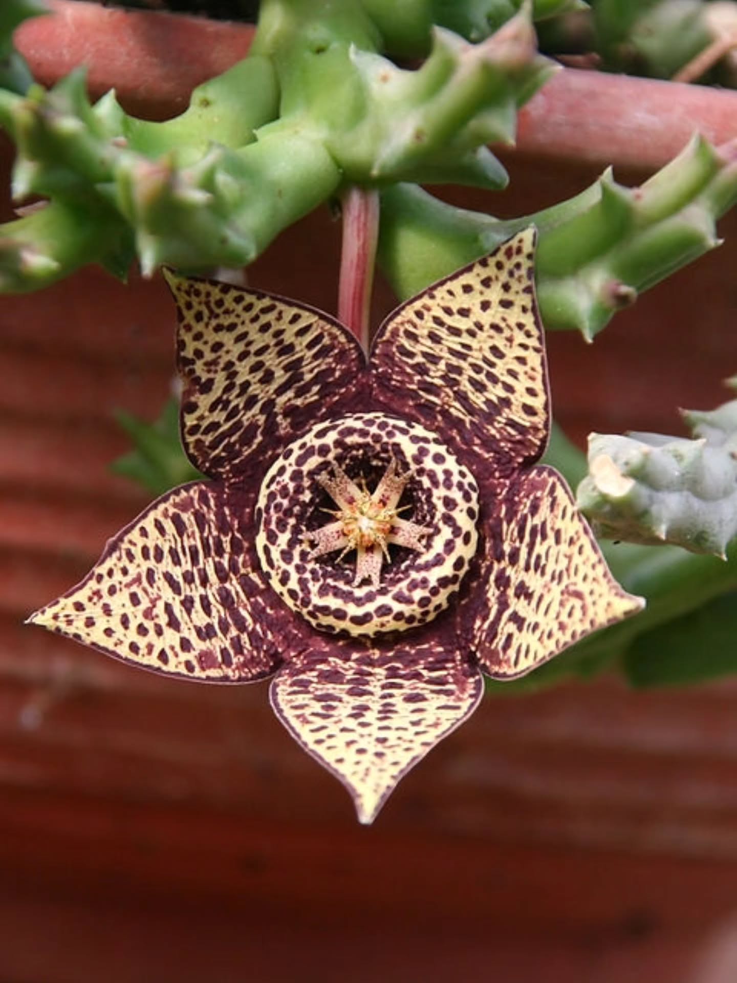 Schaut euch mal diese Schönheit an, Obrea variegata mit diesen samtigen Blüten. Habt ihr in eurer Sammlung schon eine? Bei uns im Shop gibt es noch wenige Exemplare.
#OrbeaVariegata
#Sukkulenten
#Sukkulentenliebe
#Zimmerpflanzen
#Pflanzenfreunde
#Pflanzenliebe
#ExotischePflanzen
#BlühendeSukkulenten
#kaktusgaertnerei