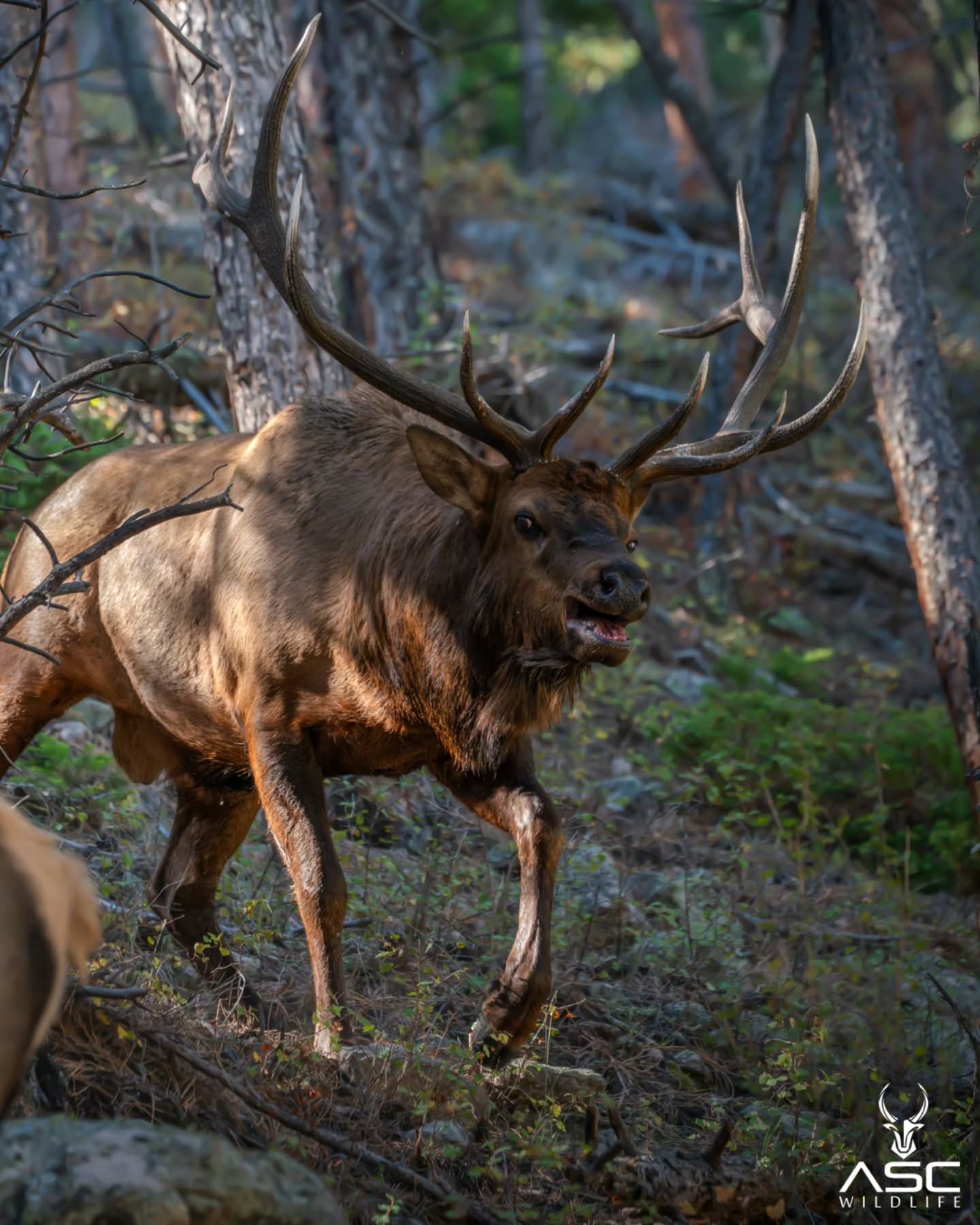 Bull Elk going after a cow in the woods. Awesome to see his agility for his size. I could watch them all day.
Photography by @ascwildlife
.
.
#wildlifephotography #coloradowildlife #rockymountainnationalpark #wildlife #colorado