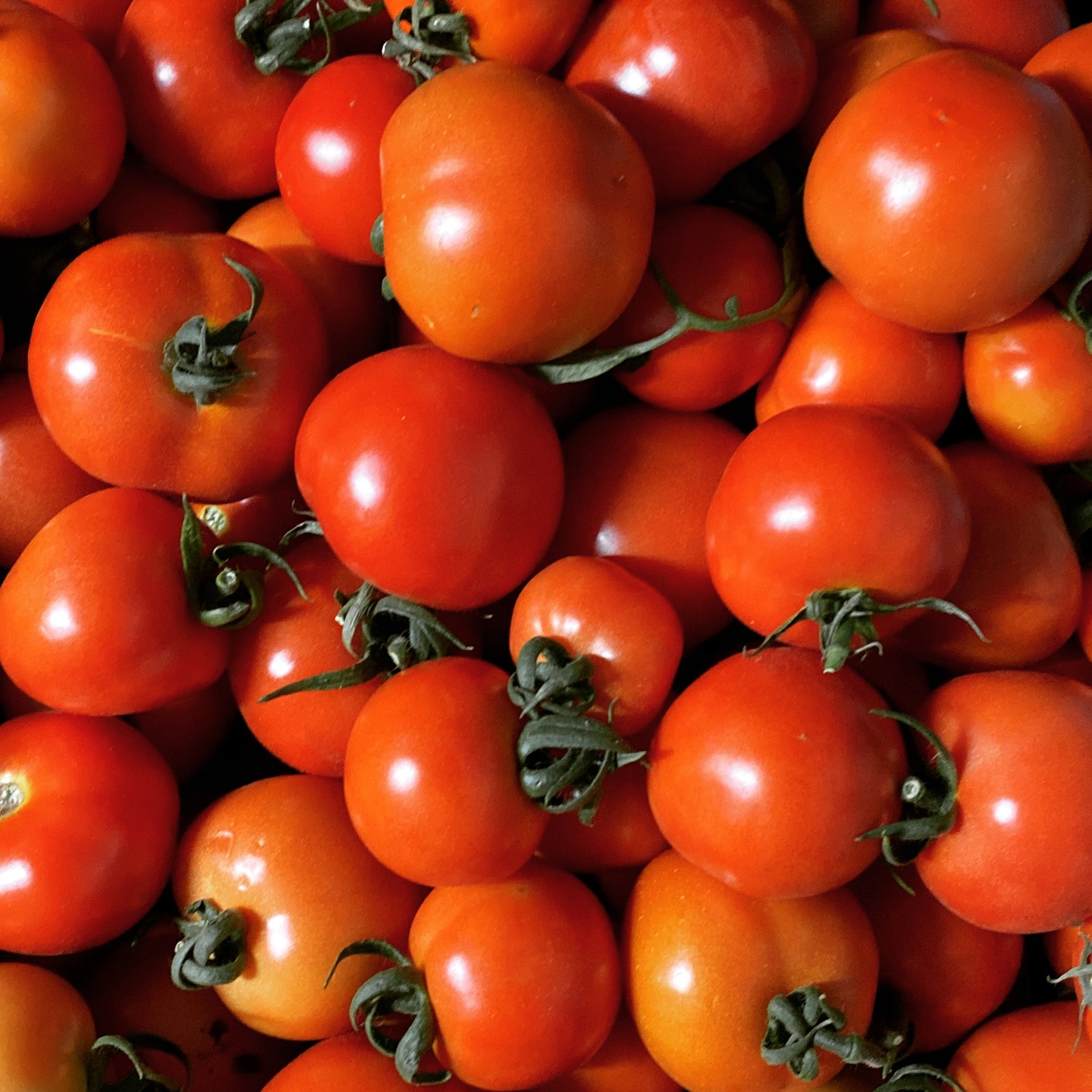 שלמוּת אדומה 🍎