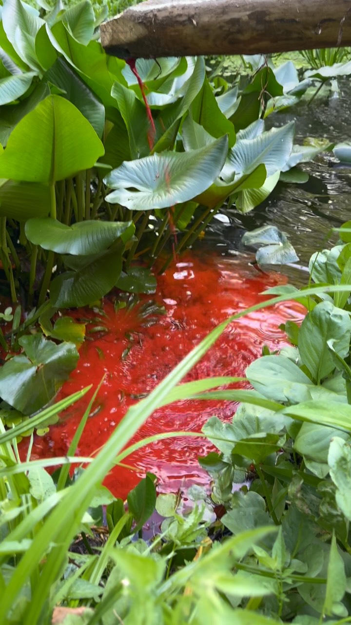 TON AN! Geführtes Wasser
Aus dem Weiher entnommen, wird das Wasser in ein großes Aquarium geleitet, in dem zwei Karpfen lebten. Von dort fließt es weiter in ein kleineres Becken mit einheimischen Wasserpflanzen und anschließend über eine Rinne und fallend entlang von Eisenstäben zurück in den Weiher.
Der Aufbau zeigt ein geschlossenes System, in dem Wasser als gestalterisches und technisches Element in Bewegung bleibt.
Das Plätschern entlang der Rinne und der Stäbe macht den Fluss hörbar und verbindet die Ebenen räumlich und akustisch.
Die Karpfen wurden nach der Haltung zu Karpfenschinken verarbeitet – so schließt sich der Kreislauf vollständig.