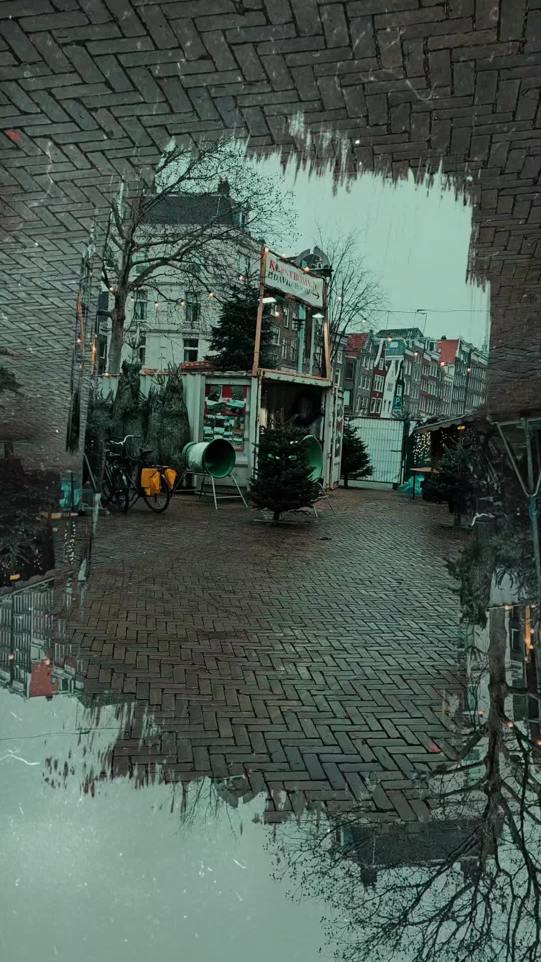 Christmas Trees Amsterdam