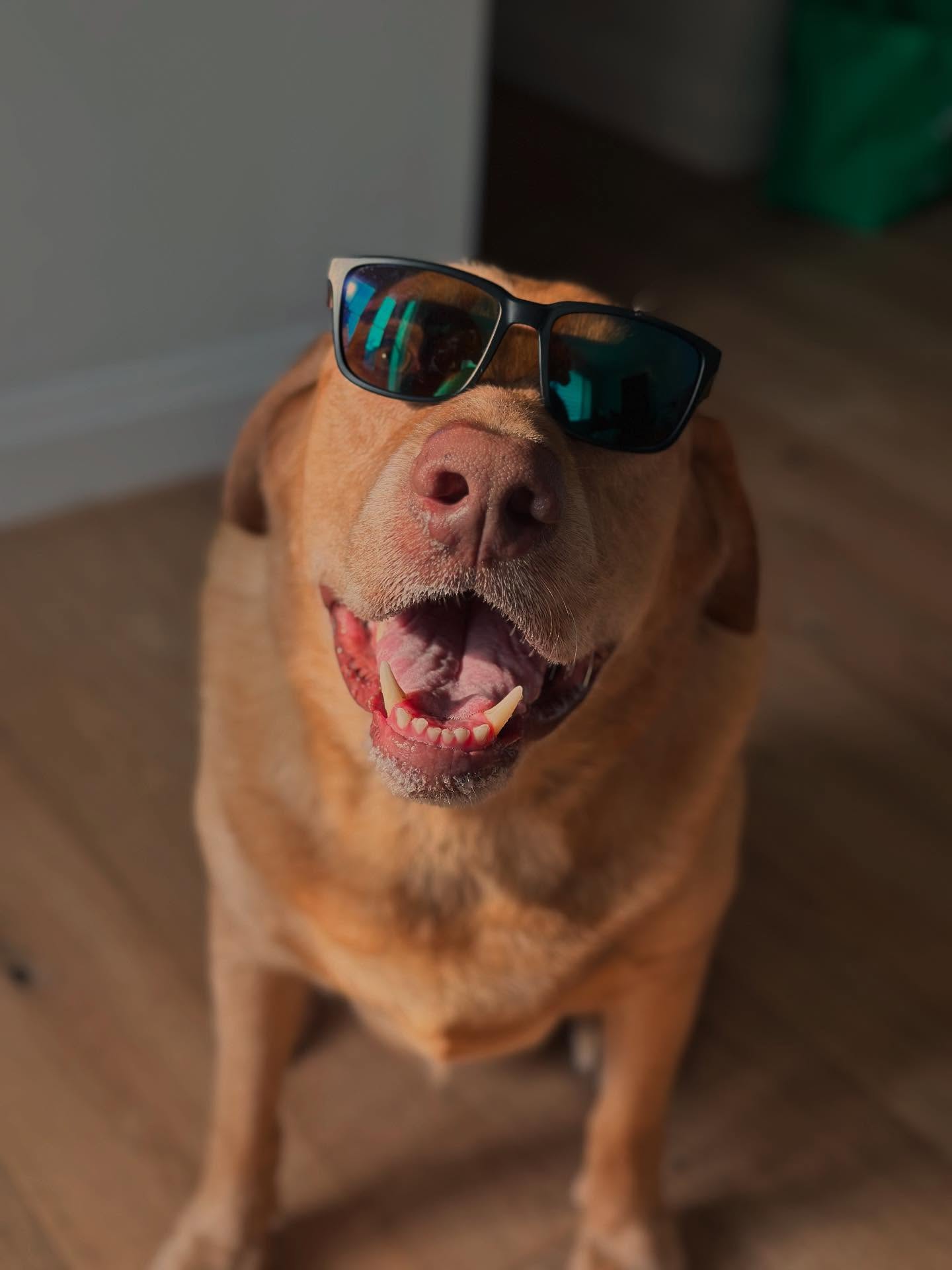 ❤️ Here are just a few reasons why having a dog is wonderful for families with kids:
Dogs make family life better in so many ways.
They bring joy into a home every single day.
Dogs teach kids how to be kind and gentle.
Children learn to care for another living thing.
Most dogs are always ready to play.
This helps kids stay active and spend more time outside.
Dogs are great listeners.
Kids often talk to their dog when they feel sad or worried.
Having a dog helps families build routines.
Daily walks and feeding times teach responsibility.
Dogs make kids feel safe.
Their presence brings comfort, especially at night.
They also bring families closer together.
Walks, games, and cuddles become shared moments.
Dogs show what unconditional love looks like.
That lesson stays with kids for life 🐶❤️
**photo is of our family dog: Moose 🐾