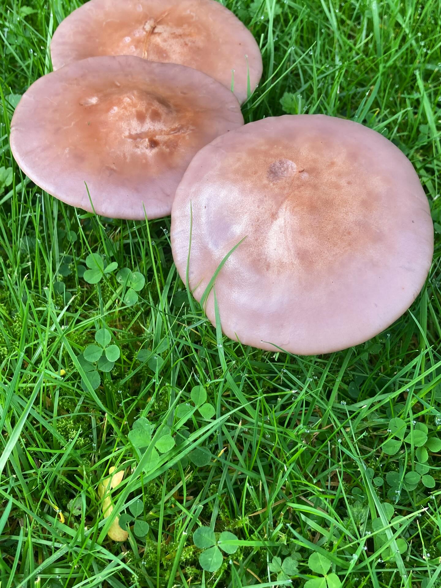 It’s been a while since I shared a bit of food inspiration, so here’s a gift for you. After a spot of gardening (and a little foraging), I headed home to make a blewit risotto!
Wood blewits have gorgeous lilac adnexed gills (see sliced mushroom in the photos), lilac to buff caps and a sweet fruity scent. These must be cooked well and they do exude water if cooked on too low a temperature, so I cooked them on a high heat, then separately sautéed sliced shallots, added the risotto, tarragon, black pepper and slowly added stock. When the rice was almost perfect, I added finely grated Parmesan and added the mushrooms to warm through. Delicious!
As always, check you have correctly identified your foraged item, and get out there and forage for some winter delights!
For more inspiration, or help with any foraging, head to my website www.nevermindtheburdocks.co.uk and treat yourself or a loved one to one of my books 💚
#woodblewit #lepistanuda #blewit #fungi #winter #forage #foraging #cornwall #mushrooms #risotto #food #foodinspiration #getoutdoors