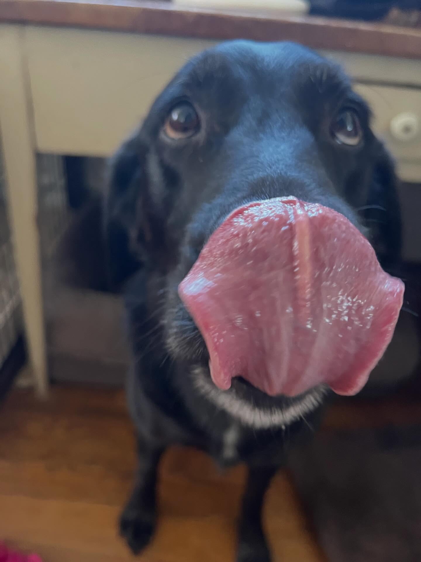 #TongueOutTuesday with Jarvis, Penelope & Marvin!