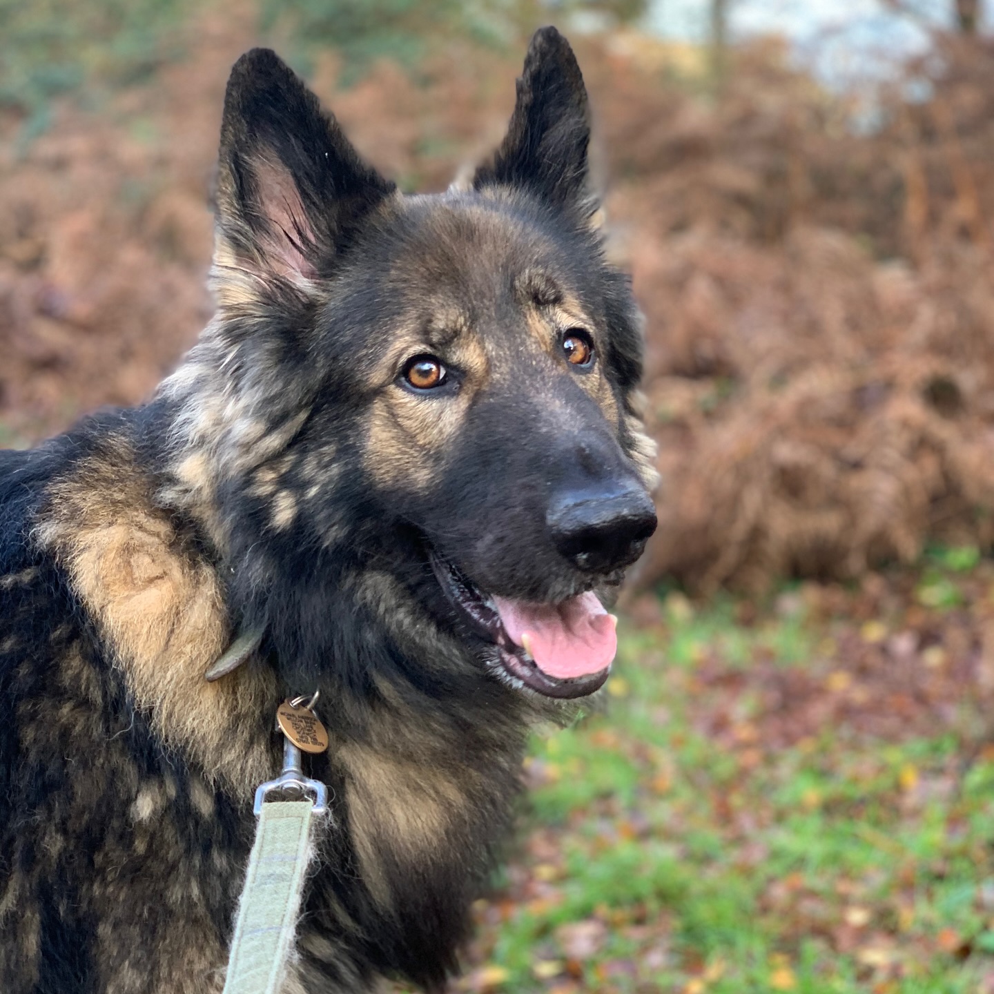 Another day in paradise…. doing an overnight stay with Ralph 🤫
#germanshepherd #dogsdaily