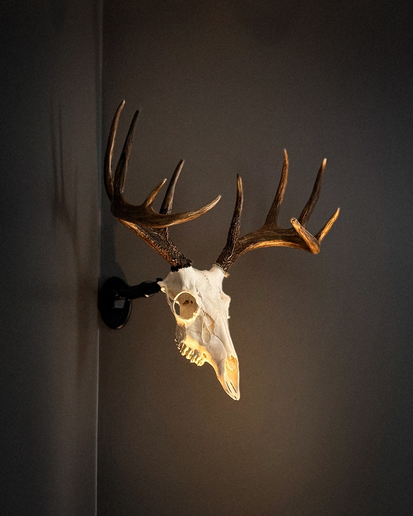 Jacob Vincent sent us this sweet photo of his awesome euro trophy using our UX1 wall mounting system. Love it Jacob!!! Be sure to tag us or send us your photos as well!
.
.
.
#uroadx #euromount #deerhunting