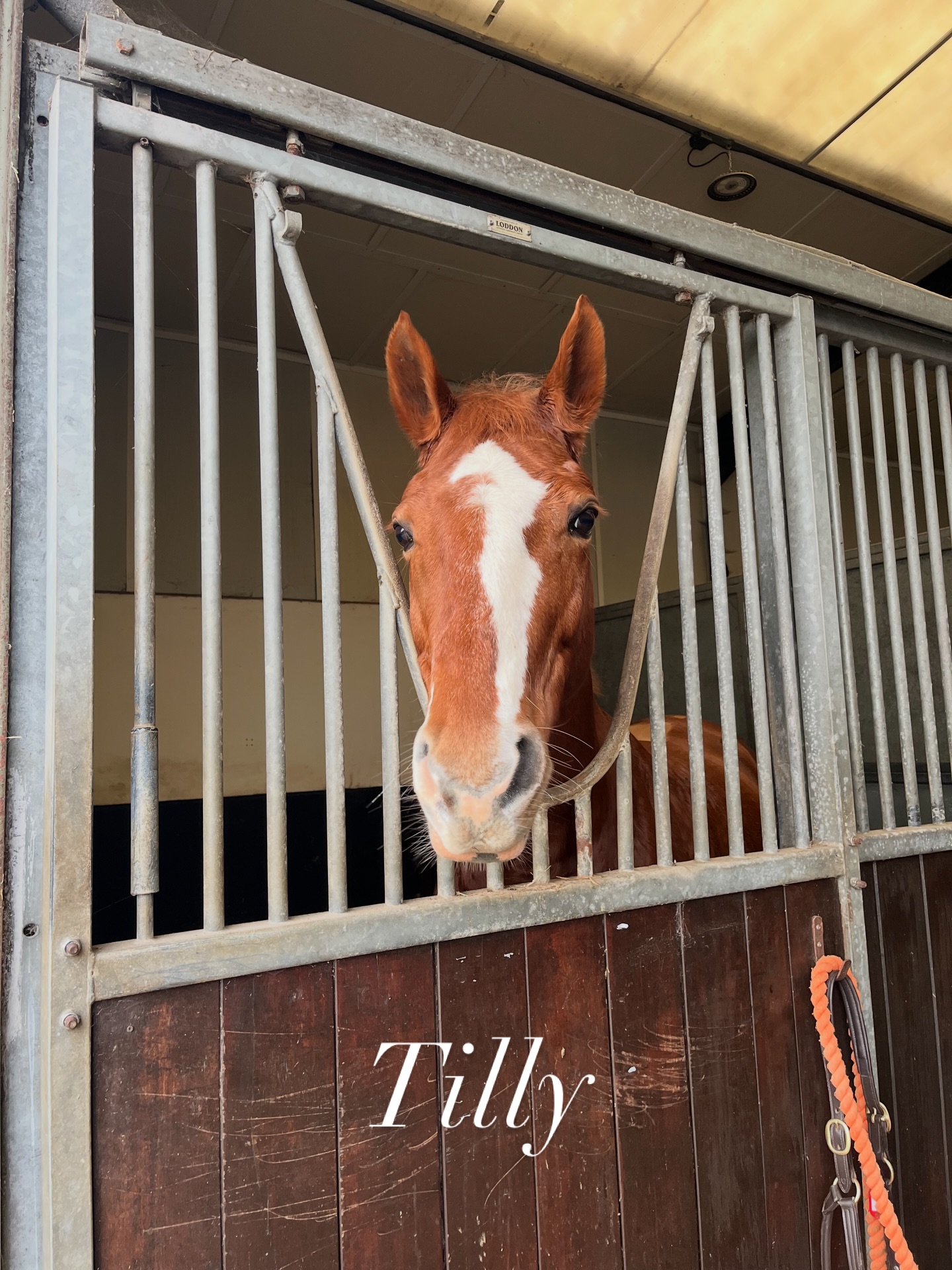 Say hello to Tilly and Tao 👋💙
Our new Rehabilitation Liveries are settling in beautifully, each starting their journey with a bespoke rehabilitation plan tailored to their individual needs.
From targeted hydrotherapy sessions to carefully structured strengthening work, every step is designed to support their recovery and long-term soundness.
We can’t wait to share their progress with you — follow along as Tilly and Tao continue their rehab with us 🐴✨
#equinetherapy #equinehydrotherapy #equinephysiotherapy #horsehealth