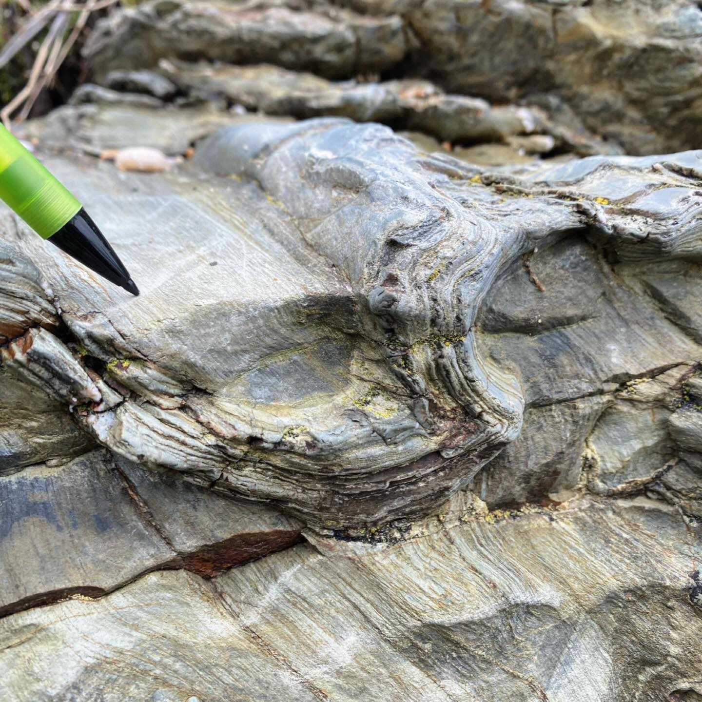 If you’re a structural geologist you’d get as excited as I do when you see fold hinges exposed like this, as it is just so much easier to measure them!
These beauties are F2 folds in the Portscatho Formation at Loe Bar.
We use the term hinge for a fold where the two limbs of the fold meet; where the bedding surface has bent if you like.
Think of it like the hinge of a door or the spine of a book. We would measure the compass orientation of this and its vertical angle relative to horizontal.
This way we can analyse the shape, movement and stresses they formed under, and make comparisons to other data from across the region.
This is classified as F2 because it’s a second generation fold. There was an earlier deformation episode preserved in these rocks that elsewhere have been deformed by this episode.
They formed during the Variscan Orogeny over 300 million years ago when two continents collided.
#folding #structuralgeology #loebar #porthleven #portscathoformation #cornwall #cornwallcoast #cornishcoast #walkingcornwall #explorecornwall #lovecornwall #cornwallgeology #cornishgeology #geology #geologyrocks #geolife #geologist #geologistsofinstagram #learninggeology #geoadventure #exploregeology #geologicalwonders #geoscience #amazingcornwall #geosciences #geologylife #geologyfieldtrip #variscan #cornwallnature #ukcoast
