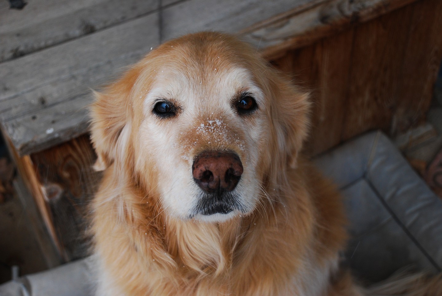 Happy 12th Birthday to the best guard dog around!! She's at the barn every single day making sure everyone knows who's coming down the driveway, greeting all her friends, and helping with chores 365 days a year. We love you, Kiva