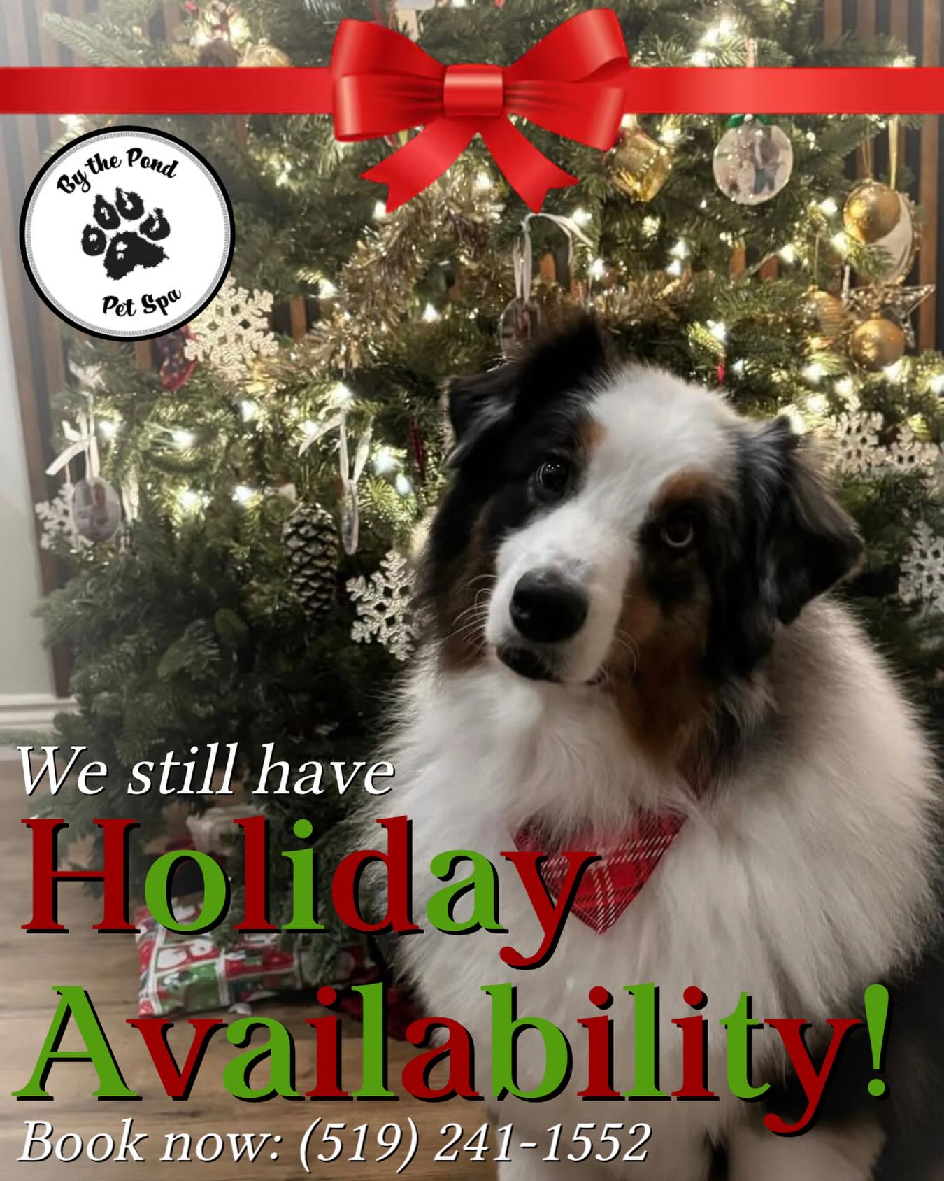 Can you believe it’s 2 weeks until Christmas? 🎄
Gift your furry friend to a groom while we still have availability at our spa 🎁 Call or text us to book today! (519) 241-1552
#bythepondpetspa #doggroomers #doggroomerlife #doggroomersofig #smallbusinessowners #supportsmallbusiness #dogsofinstagram #northdumfriesontario #parisontario #womeninbusiness #dogsofinstagram #aplacetolovedogs #fortheloveofdogs #doggroomingofinstagram #paw #doggo #dogsofinstagramworld