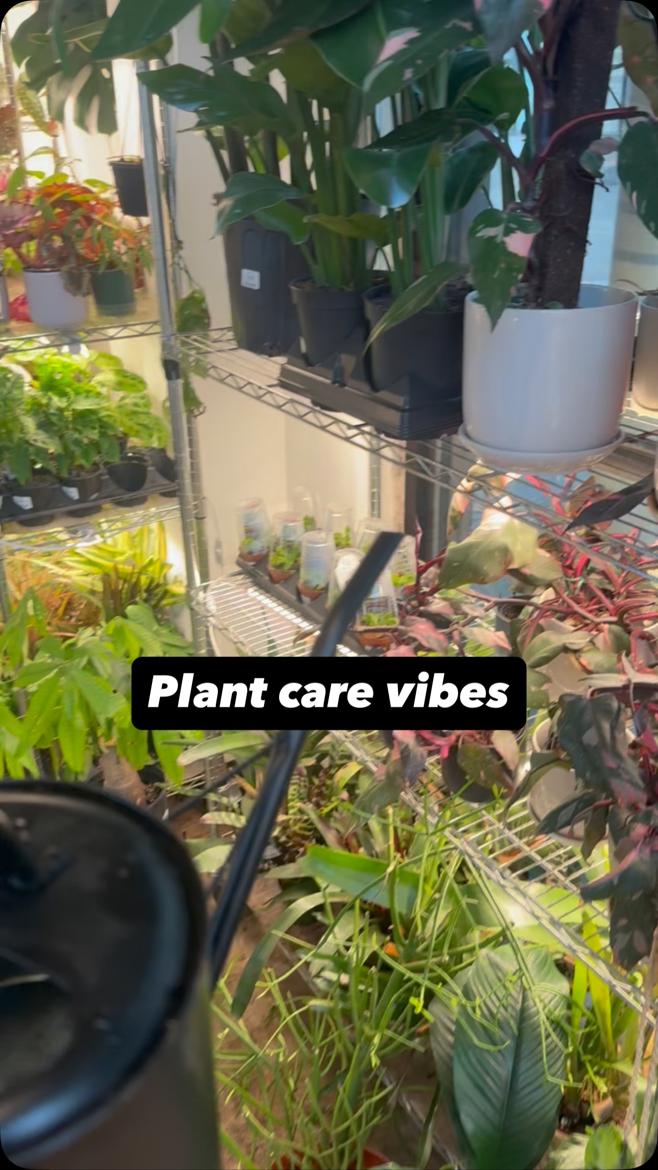 POV: watering your way into a calmer day ✨🌧️ 🪴 Just plants, water, and a slow moment in the shop 🤍🌿
#booshnursery #wateringday #plantcare #plantlover #indoorjungle #plantshop #seattle #plants #plantnursery #smallbuisness #chillvibes