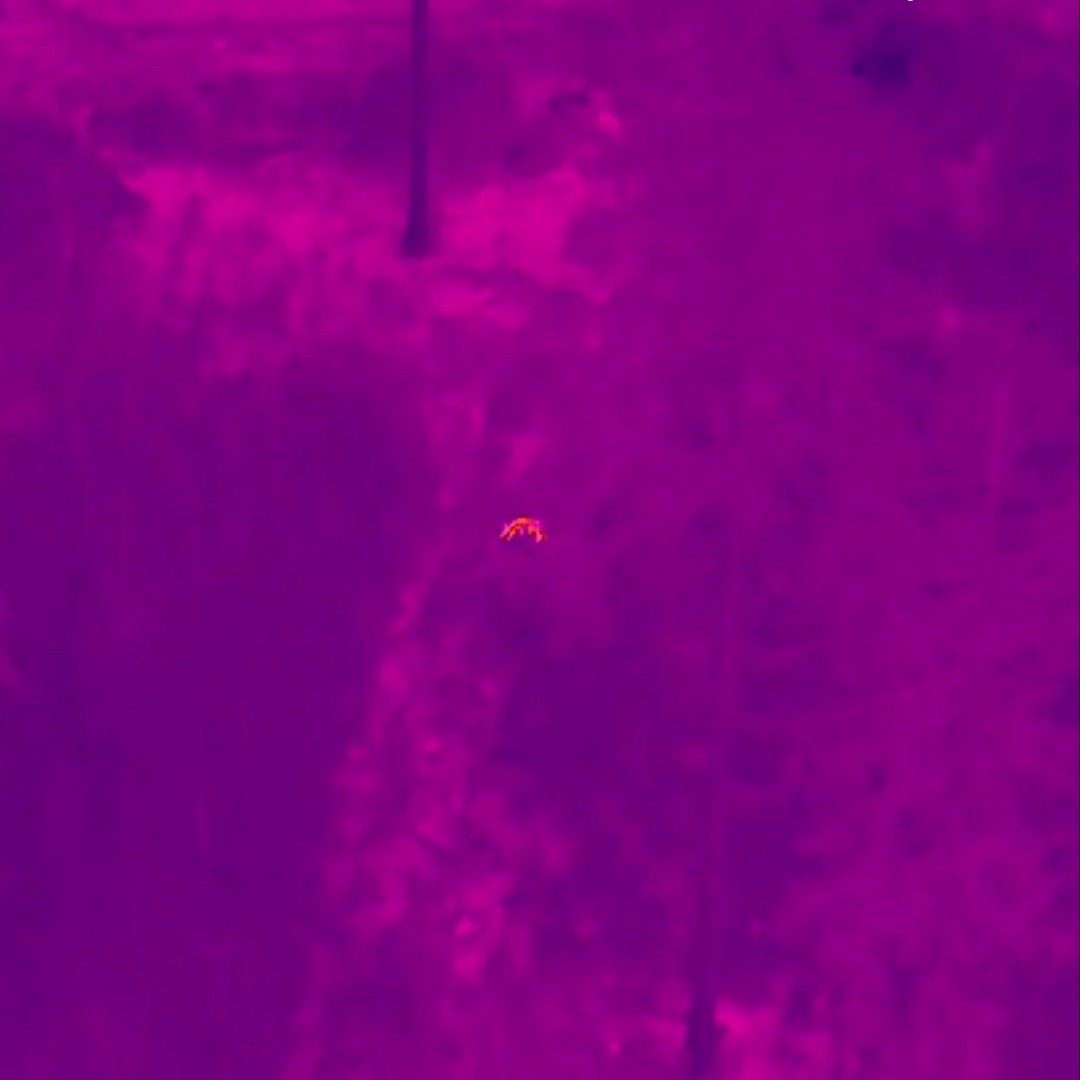 On our recent drone survey in the Schleswig-Holstein territory of Germany, our team was focused on counting deer and wild boar as part of a landscape-scale project but we also captured something pretty special. A wolf was detected twice across the survey area.
It turns out to be a wolf pup born early in 2025, already known to the region. The footage shows it moving effortlessly through dense thickets, at times passing remarkably close to roe deer and wild boar.
A rare and unforgettable moment for the team and a first for BHWC.
#wildlifesurvey #firstforus #germany #dronefootage #wolves #fieldwork #conservation