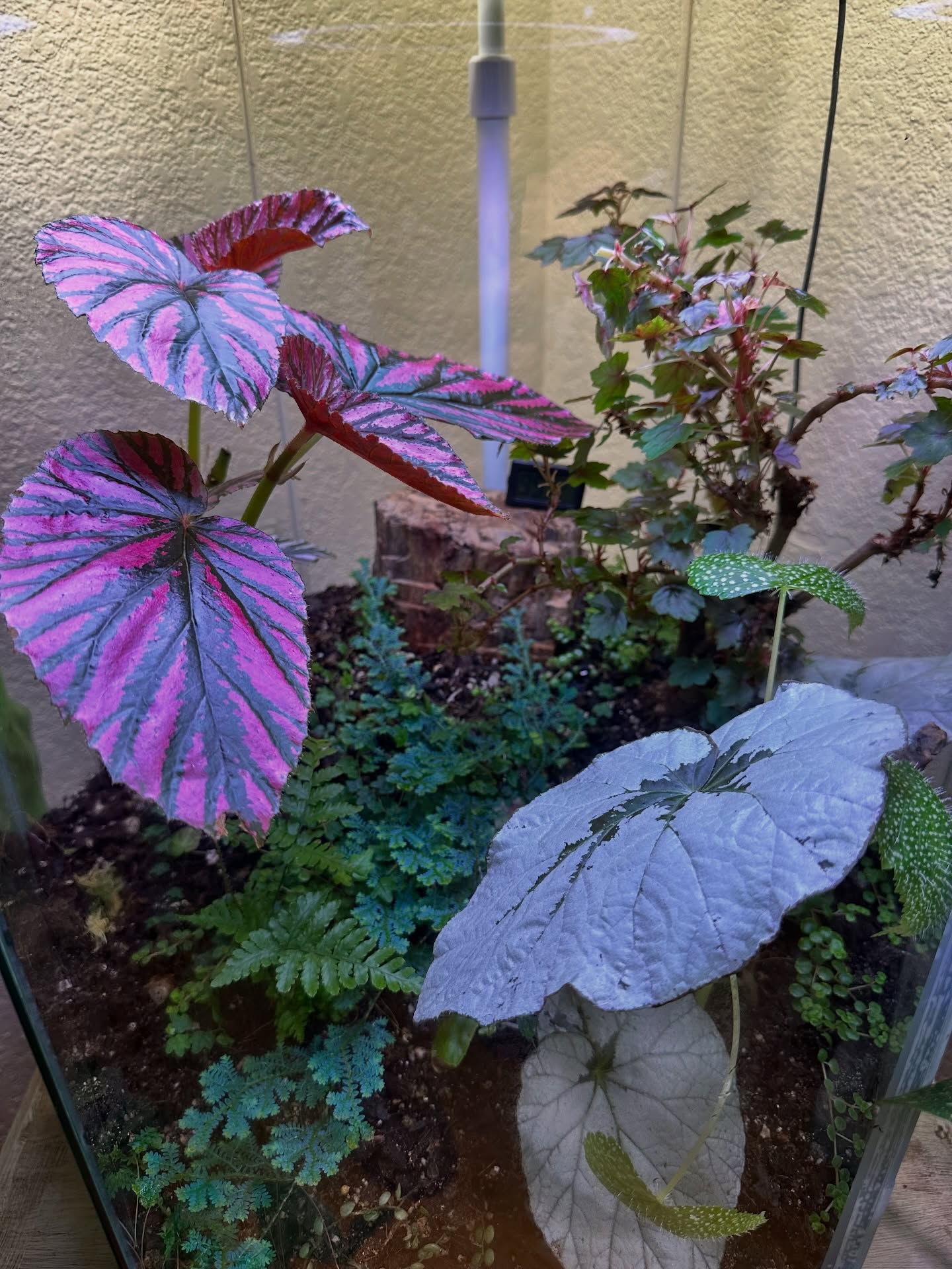 Terrarium confessional time… 🌿😈
Earlier this year I built this terrarium with wildly grand plans. Carefully chosen plants. Dialed-in lighting. A fan. Dreams. Delusions. Main character energy.
Then reality showed up.
Plants failed.
Powdery mildew threw a rave.
Hope slowly withered.
When the cheap fan finally died, so did my patience. I looked at the survivors and basically said:
“Live or die… your life is in your own chlorophyll-covered hands.”
And wouldn’t you know it—that’s when Begonia brevimosa decided to WAKE 👏 UP 👏
Look at those leaves.
That color.
That attitude.
And can we talk about that Begonia U489 leaf?! Because WOW.
Even the Begonia dregei is out here giving I might actually like you now vibes.
So yes… many plants were sacrificed to the terrarium gods to get here. But plot twist:
✨ I even got 3 brevimosa cuttings currently growing ✨
Moral of the story?
Neglect? Tough love? Pure spite?
Apparently that’s the care plan brevimosa was waiting for.
Tell me—
👉 Have you ever had a plant thrive ONLY after you gave up on it?
👉 Or what plant made you question your entire gardening identity?
#TerrariumDrama
#PlantParentProblems
#BegoniaAddict
#BrevimosaRedemption
#PlantSpiteWorks
#MasterGardenerOrMadScientist
#PlantsWithAttitude
#ThisAlmostWentInTheCompost
Now excuse me while I pretend this was the plan all along. 😏🌱