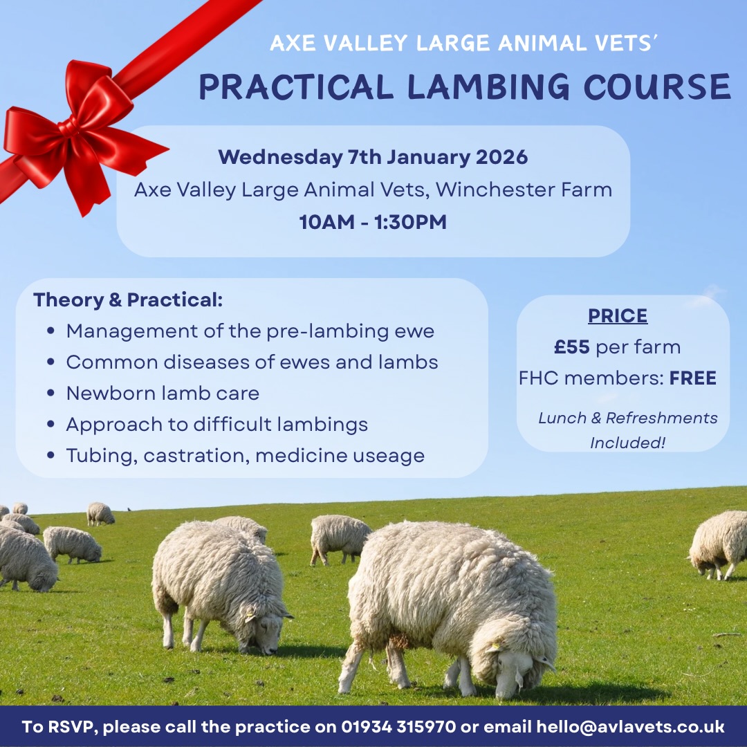 Are you looking for the perfect Christmas present for a sheep obsessed friend or family member? Get set to head into this lambing season with confidence! Our Practical Lambing Course will be running on Wednesday 7th January from 10am - 1.30pm.
The morning classroom session will cover all your ewe and lamb must-knows including:
🐑 Management of the pre-lambing ewe
🐑 Care of the newborn lamb
🐑 Common diseases of both ewes and lambs
After stopping for lunch we’ll be carrying out a practical session to look at:
🐑 Correction of common malpresentations
🐑 Tubing, castration and injection techniques
🐑 Here we’ll also be discussing the “normal” lambing, when to intervene and when to call a vet!
Flock Health Club members can attend free of charge. For non-members we are charging £55 per farm for this jam-packed course, which we hope to be suitable for experienced and more novice lambers alike!
To RSVP please call the practice during opening hours, email hello@avlavets.co.uk or comment below. We can’t wait to see you there! 🐑