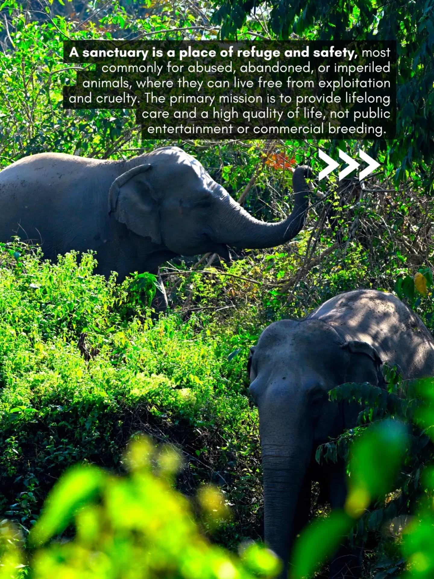 Français : Un sanctuaire est un lieu de refuge et de sécurité, le plus souvent pour des animaux maltraités, abandonnés ou en danger, où ils peuvent vivre à l’abri de l’exploitation et de la cruauté. Sa mission principale est d’assurer des soins tout au long de la vie et une haute qualité de vie, et non de fournir un divertissement public ou de pratiquer l’élevage commercial.
Les principaux principes éthiques d’un sanctuaire animalier incluent :
Priorité au bien-être animal avant tout : Le bien-être des animaux est au centre des préoccupations, en veillant à ce que leurs besoins physiques et psychologiques soient satisfaits dans des environnements qui imitent autant que possible leurs habitats naturels.
Politique stricte de non-reproduction : Les sanctuaires réputés ne pratiquent pas la reproduction, car l’objectif est de fournir un foyer permanent aux animaux déjà sauvés, et non d’assurer un approvisionnement constant en animaux captifs, qui peuvent rarement être relâchés dans la nature.
Pas d’interaction humaine directe ou forcée : Les sanctuaires éthiques limitent le contact humain avec les animaux, privilégiant l’observation plutôt que des activités telles que le montage à cru, le bain ou le câlin. Les animaux ne doivent pas réaliser de tours ou adopter des comportements non naturels pour divertir les visiteurs.
Engagement à vie : Les sanctuaires s’engagent à prendre soin de leurs pensionnaires tout au long de leur vie, en particulier ceux qui ne peuvent pas être relâchés dans la nature en raison de traumatismes passés ou de domestication.
Accent sur l’éducation et la sensibilisation : Les sanctuaires servent de centres éducatifs, sensibilisant le public aux enjeux de conservation, aux conséquences de l’exploitation animale et à l’importance du respect de la faune et de leurs habitats naturels. Ils sont généralement transparents quant à leurs pratiques et leurs financements.