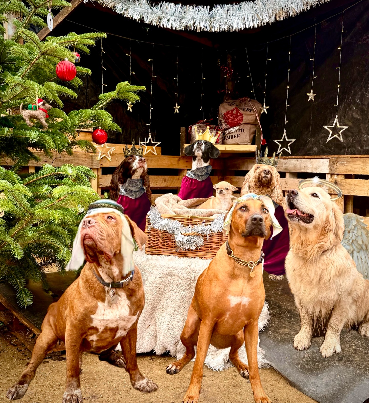 Our take on a traditional nativity scene…Duncan’s Doggy Daycare style😆✨ three Wise pups, Mary and Joseph, a golden as the angel and Gigi front and centre as baby “Gi-sus”🎄🐶 several treats where demanded in the process! 😂 Merry Christmas from our Bark-ivity crew!🎅🏼
#DuncansDoggyDaycare #Barkivity #DoggyDaycareLife #ChristmasDogs #HolidayPups #DogsOfInstagram #DoggyDaycareFun #PawsitivelyFestive #MerryChristmas