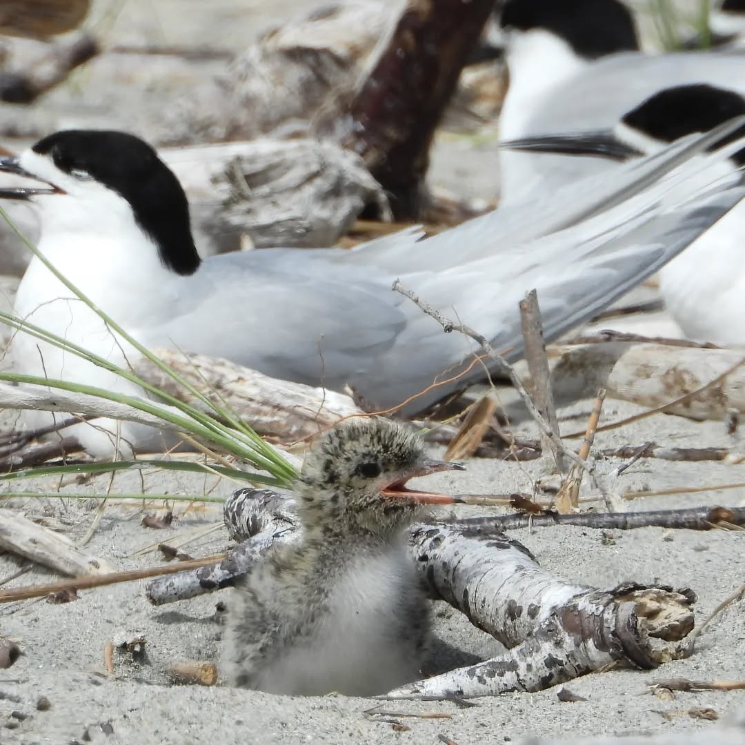 Fluffies! Our Southern White-fronted Terns have a successful nesting colony this year and lots of these little cute fluffies are busy striving for their next bite amongst the clamour.
#karameaterns #Karameachicks #southernwhitefrontedtern karameawild newzealand nzlife nzwildlife wildnz southisland nzsouth southislandnz westcoastnz nzwestcoast tewaipounamu paradise umere arapito littlewanganui birdsnz nzbirds wildsouth kohaihai oparara birdshots birdphotos wildlifenz Aotearoa nzfauna nzflora