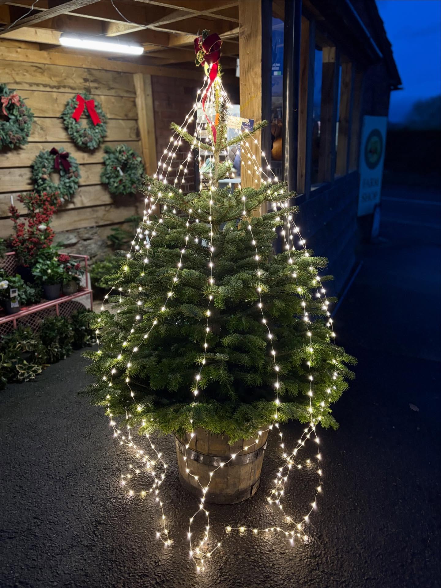 We still have a few 5-6ft Nordmann none drop Christmas Trees left 🌲🎄