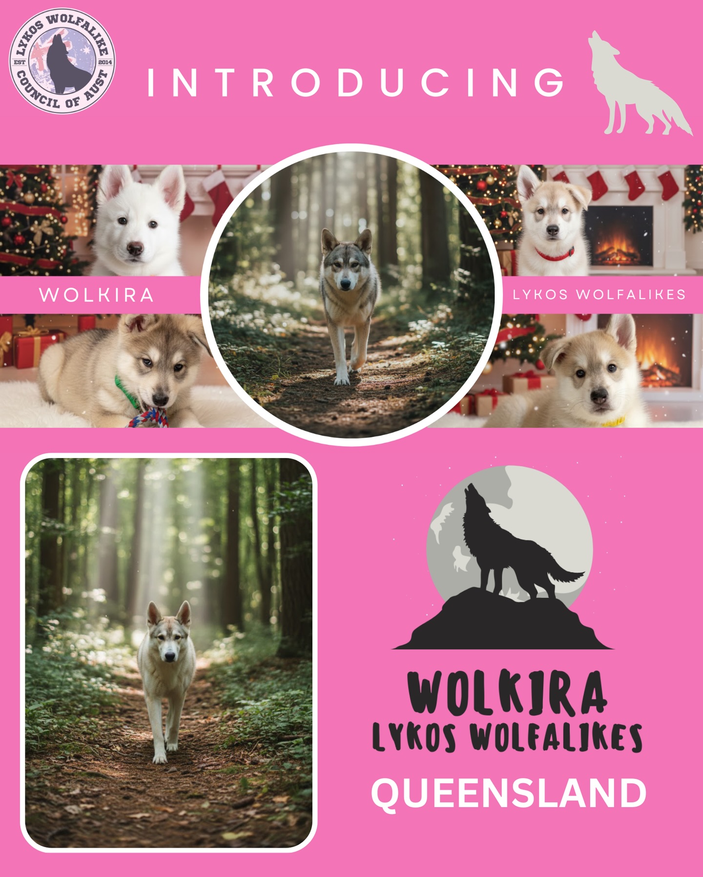 NEW BREEDER IN QUEENSLAND! PUPPIES AVAILABLE!
We are delighted to warmly welcome Wolkira to the Lykos Wolfalike Council of Australia as one of our newly registered breeders.
Wolkira’s inclusion reflects a commitment to the long term welfare of Lykos dogs. We are proud to have breeders who share our values of responsibility and preservation within the community.
Please join us in welcoming Wolkira to the LWCA family!