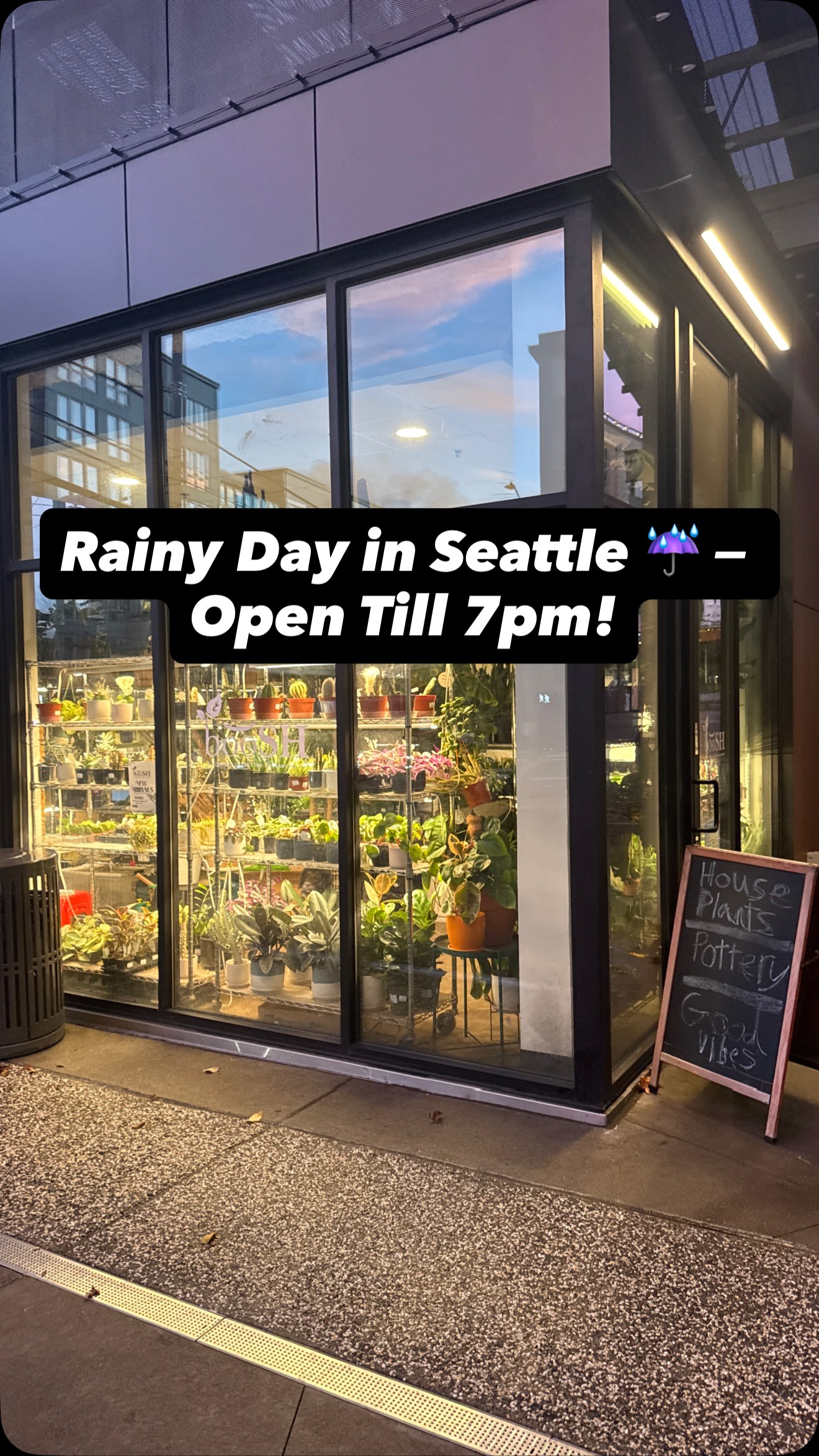 🌧️ Seattle rain doing its thing… but we’re cozy inside!
Stop on in — we’re open until 7pm today. 🌿✨
#booshnursery #plantlover #indoorjungle #plantshop #rainyday #seattlesmallbusiness #plantnursery #shoplocal