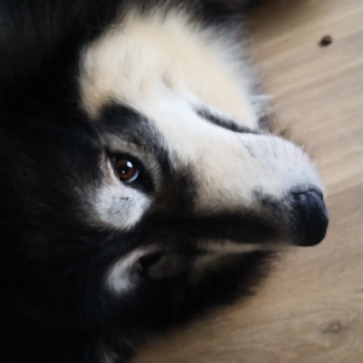 Ulia, Malamute de l'alaska De 2 Ans en suivis.