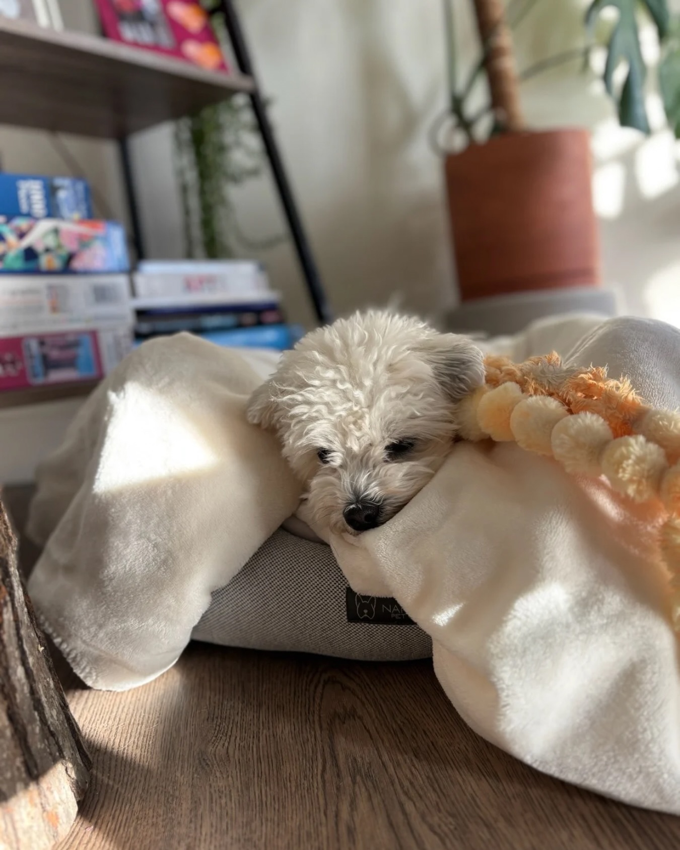 Not every day needs to be busy for Fuzzy girl - some need to be soft and slow. ๐ถ๐๏ธ #WagWithWilliam #FearFreeTraining #PositiveReinforcement