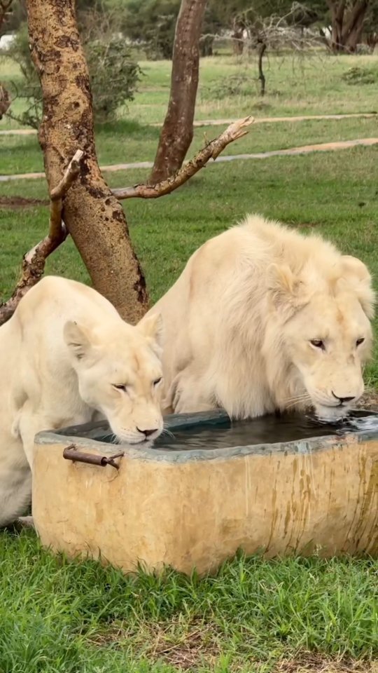 “Up Close With Tanzania’s Most Playful Wildlife Haven.”
Serval Wildlife offers a rare chance to meet some of Africa’s most iconic animals in a safe, intimate setting — from elegant serval cats to friendly herbivores and breathtaking rescued wildlife. Every moment feels like stepping inside a living documentary.
Planning a day trip from Arusha or Moshi?
Add Serval Wildlife to your itinerary for an unforgettable experience.
📩 gnadesafaris@gmail.com
🌐 www.gnadesafaris.com
📲 WhatsApp: +255 793 832 959
#ServalWildlife #TanzaniaTravel #ArushaExperiences #WildlifeEncounters #ExploreTanzania #GnadeSafaris #VisitTanzania #AfricanWildlife #TravelAfrica