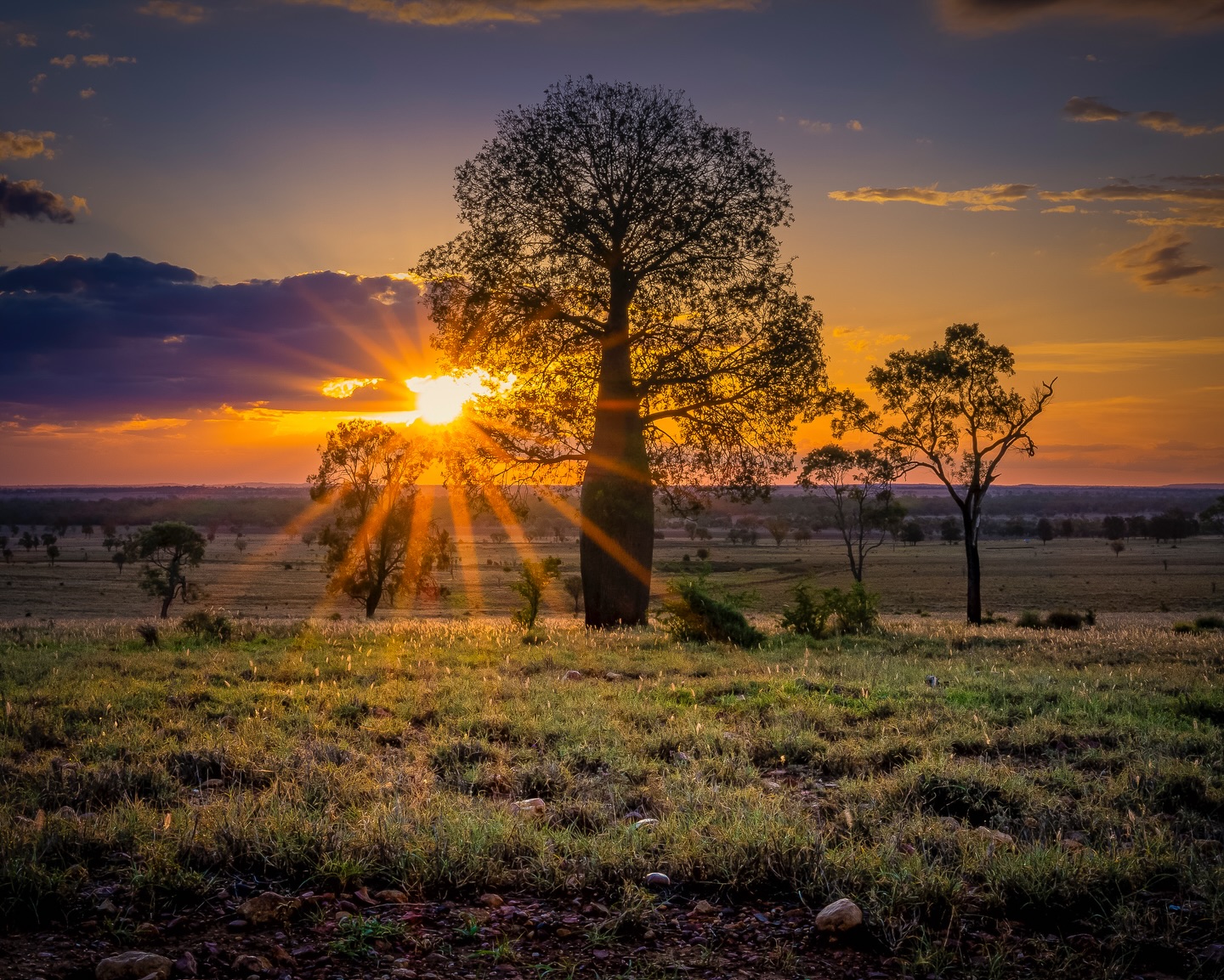 Sunset and golden light spills across paddocks and the bottle trees of the Maranoa.
#qld #romaqld #nature #naturephotography #landscape #sunset #sunsets #ausgeo #natgeoyourshot #canonaustralia #canonaus #canonanz