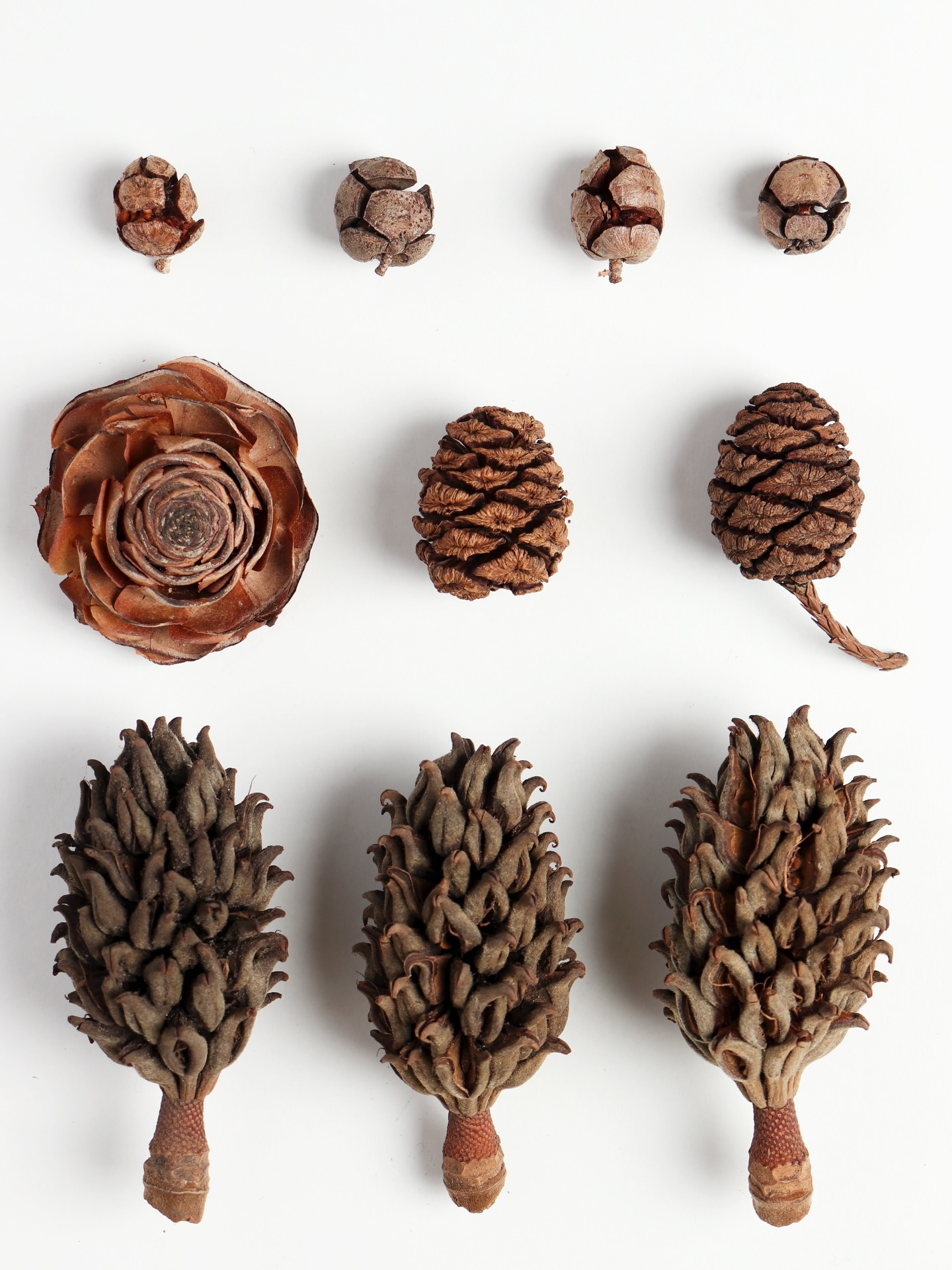 Little treasures from the trees.
Inspiration station filling up.
Unknown cones..…, if anyone can identify them we’d love to know! 🔎