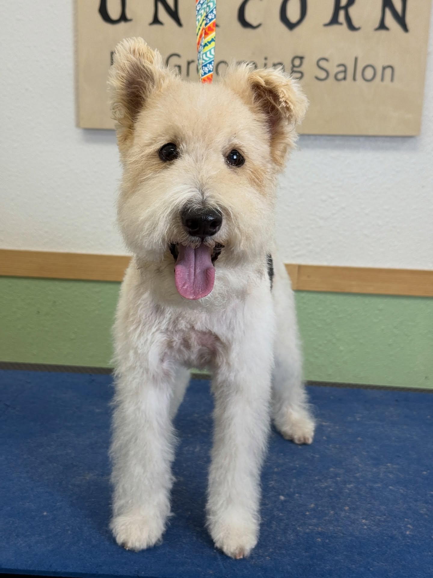 Professional grooming. Exceptional care. Unforgettable results. 💎
Our experienced team combines skill and precision to make your pet shine.
📍 18582 Beach Blvd STE 8C, Huntington Beach, CA 92648
📞 949-508-9155
🐶 Give your pet the ultimate grooming experience—appointments filling fast!
🔗 Tap the link in our bio to book now!
💻 https://www.unicornpetsalon.com/meetus
#bestgroomer #doggroomers #doggroomersalon #doggrooming #doggroominglife #doglovers #dogoftheday #groomer #groomersofinstagram #grooming #haircut #petgroomer #petgroomers #petgrooming #petstylist #poodle #poodlegram #poodlegrooming #poodlelife #poodlelover #poodleoftheday #poodlepuppies #poodlepuppy #poodles #poodlesofinstagram #poodletoday