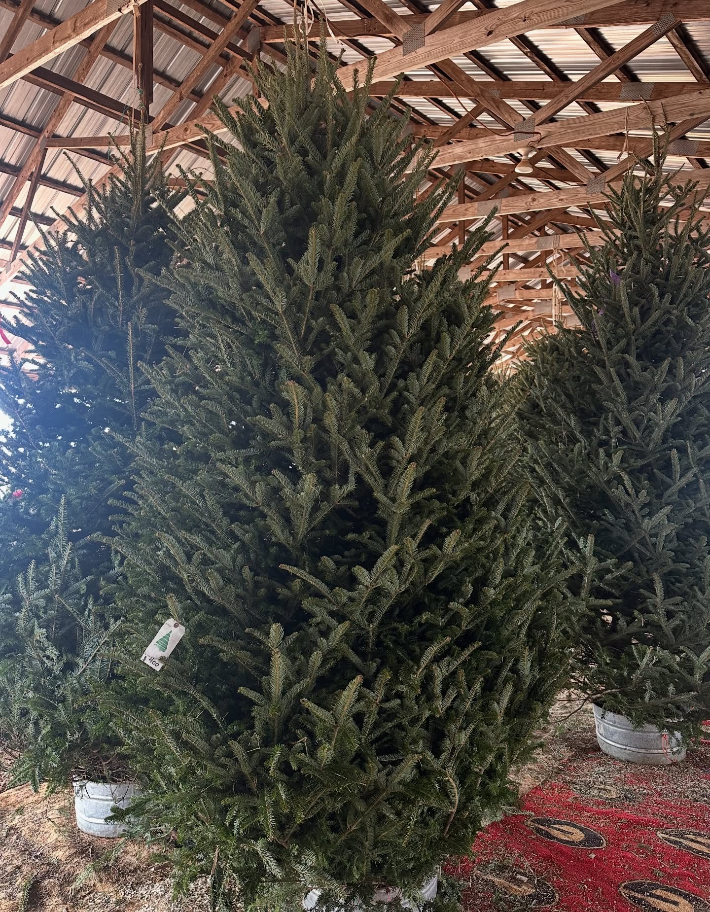🎄✨ Christmas Tree Sale! ✨🎄
Fraser Firs trees 50% OFF
📅 Wednesday • Thursday • Friday
⏰ 11–6
Last chance to bring one home for Christmas!