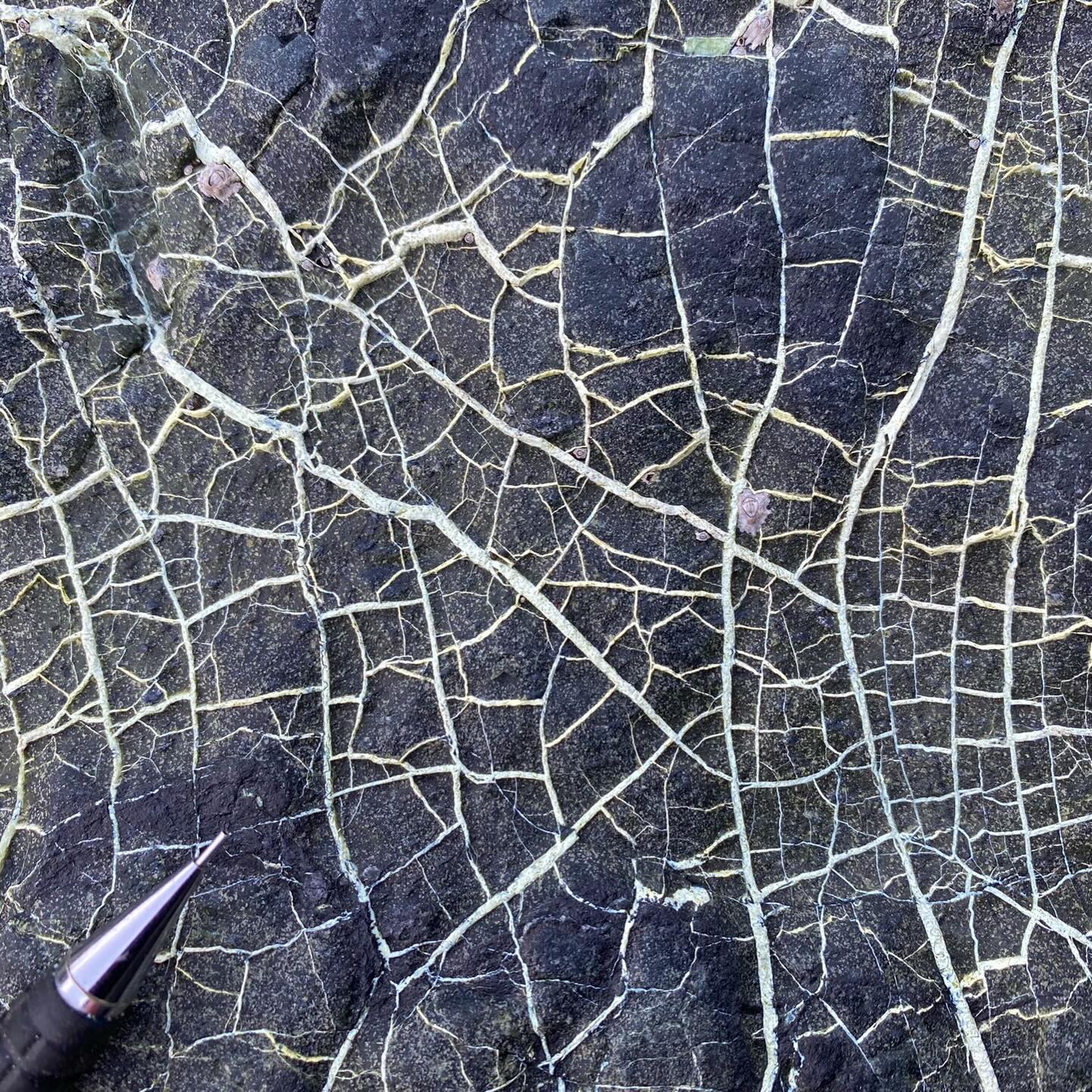 This strange looking photo is actually a rock! They’re called kernel structures that form in serpentinised peridotite. This is in a boulder down at Porthallow on the Lizard Peninsula.
Peridotites are ultramafic rocks that form in the Earth’s mantle. They’re mineralogy is predominantly olivine and pyroxene which are unstable, and their dynamic geological journey means they readily undergoes retrograde metamorphism and hydrous alteration known as serpentinisation. This is when the olivine and pyroxene alter to serpentine minerals.
Serpentinite (a rock full of serpentine minerals) got its name because its surface appearance looks like the skin of a reptile. The beautiful green serpentine polymorph mineral called lizardite does resemble the scaly skin of an actual lizard.
It is just a coincidence that the Lizard peninsula in south Cornwall is mostly made up of rocks that look like a serpent. The name Lizard is actually the anglicised name for the Cornish Lys-ardh, which, when translated, possibly means “high court”. The mineral lizardite is named after the Lizard peninsula though, after where it was first described. So the etymology is interwoven in some way!
If peridotite fractures then serpentinisation can occur along those cracks. These are called kernel structures. The first photo is actually where the rock has broken away along one of these fractures, exposing this beautiful texture. The second photo shows how they look in situ.
The peridotites on the Lizard are part of an ophiolite complex which is a fragment of oceanic crust that formed in the Devonian and was obducted on to the top of a continent during Variscan mountain building in the Carboniferous.
#peridotite #serpentine #serpentinite #mantle #lizard #lizardpeninsula #porthallow #variscan #ophiolite #cornwall #cornwallcoast #cornishcoast #walkingcornwall #explorecornwall #lovecornwall #cornwallgeology #cornishgeology #geology #geologyrocks #geolife #geologist #geologistsofinstagram #learninggeology #geoadventure #exploregeology #geologicalwonders #geologylife #geologyfieldtrip #igneous #ultramafic