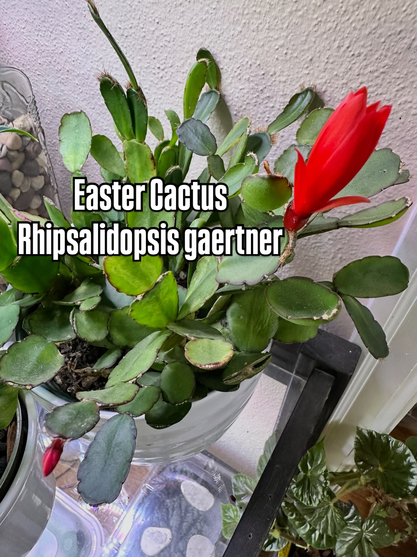 December: cold, dark, allegedly winter.
My Easter cactus: “SPRING IS COMING… also I made a flower.” 🌸😏
Not one, but TWO signs of rebellion over here—one bold red bloom stealing the spotlight and another bud lurking in the background like “I’m not ready for attention yet.”
Sir/ma’am, it is DECEMBER. Calm down. Or don’t… because honestly, I love this energy.
When your plants are already manifesting spring while you’re still in cozy socks and denial.
#EasterCactus
#Rhipsalidopsis
#BloomingOutOfSeason
#PlantRebellion
#WinterWho
#SpringEnergy
#PlantSnark
#HouseplantJoy
#BudsAndAttitude