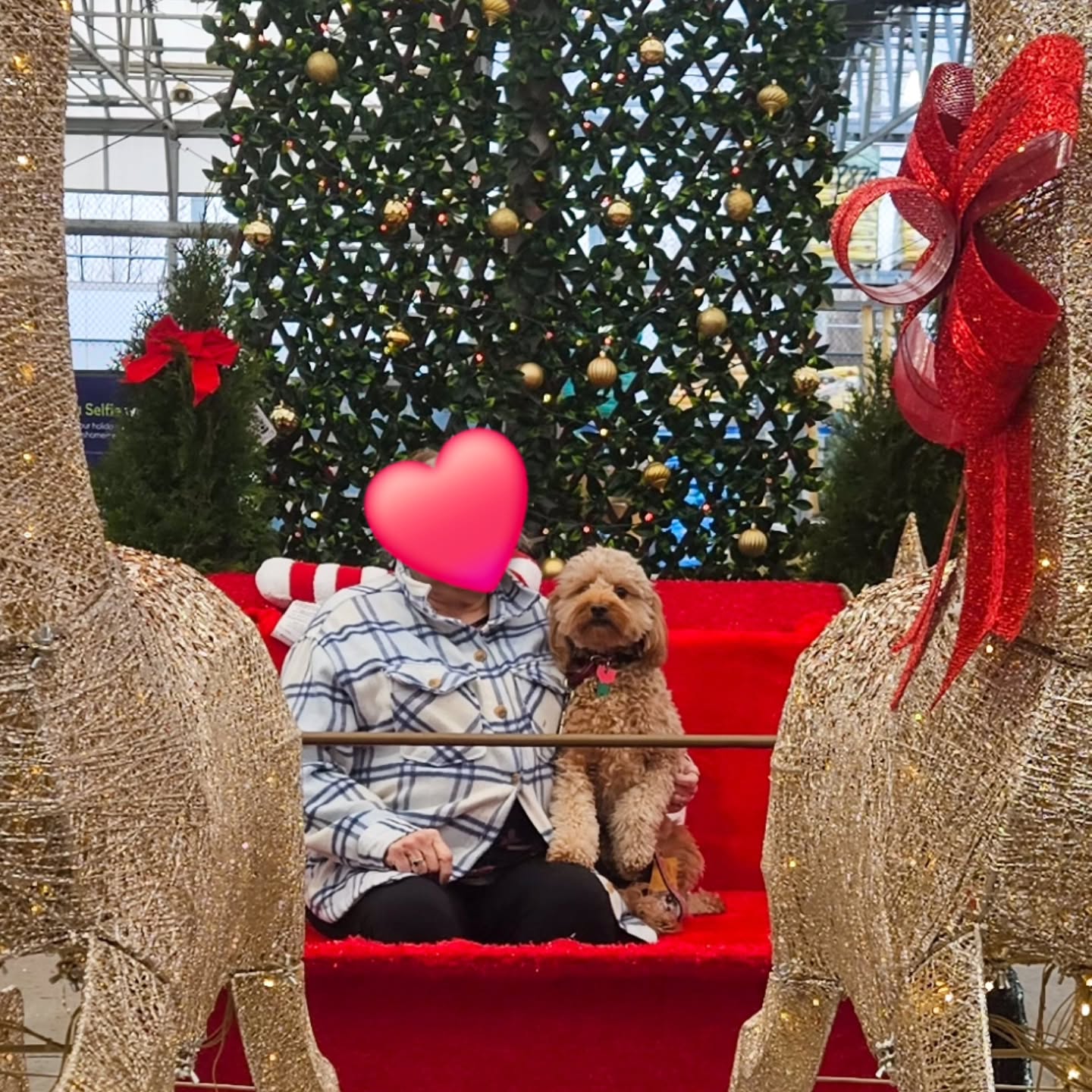 🎄🐾 Holiday Season Dog Training Reminder! 🐾🎄
Christmas is right around the corner, and while we’re wrapping gifts and decorating the house, our dogs are taking in all the new sights, smells, and excitement! This is the perfect time to reinforce good manners and keep training fun and consistent.
✨ Holiday Training Tips:
• Practice “place” while guests arrive—keeps your dog calm and sets the tone.
• Reinforce door manners (sit + wait) to prevent accidental escapes.
• Work on impulse control around presents, food, and the tree.
• Short, fun sessions help burn mental energy—perfect for busy days!
• Reward the good stuff! Even small improvements deserve a treat.
🎁 Training during the holidays isn’t just about good behavior—it builds confidence, strengthens your bond, and helps your dog feel safe with all the extra activity.
If you need help getting your dog holiday-ready, I’m offering one-on-one lessons and board & train options through the season. Let’s make this the calmest, happiest Christmas yet—for you and your dog! ❤️🐶
#columbusohio #dogtrainer #614columbus #christmastime #dogtraining #ohio