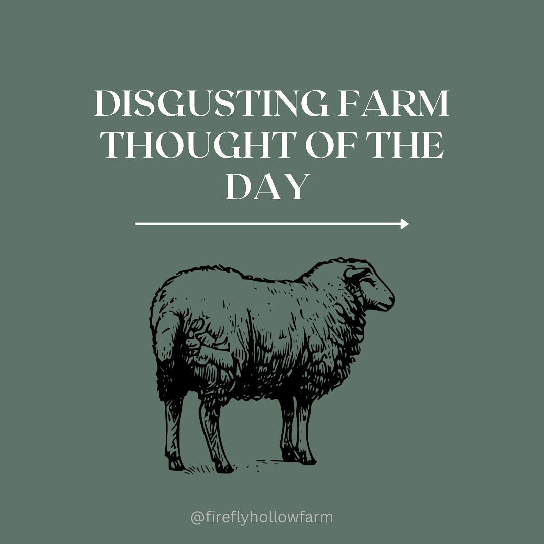 What can I say?
Am I the only one whose mind wanders while standing in the cold filling water buckets…… ?
#farmhumor #sheep #livestockguardiandogs #homesteadliving