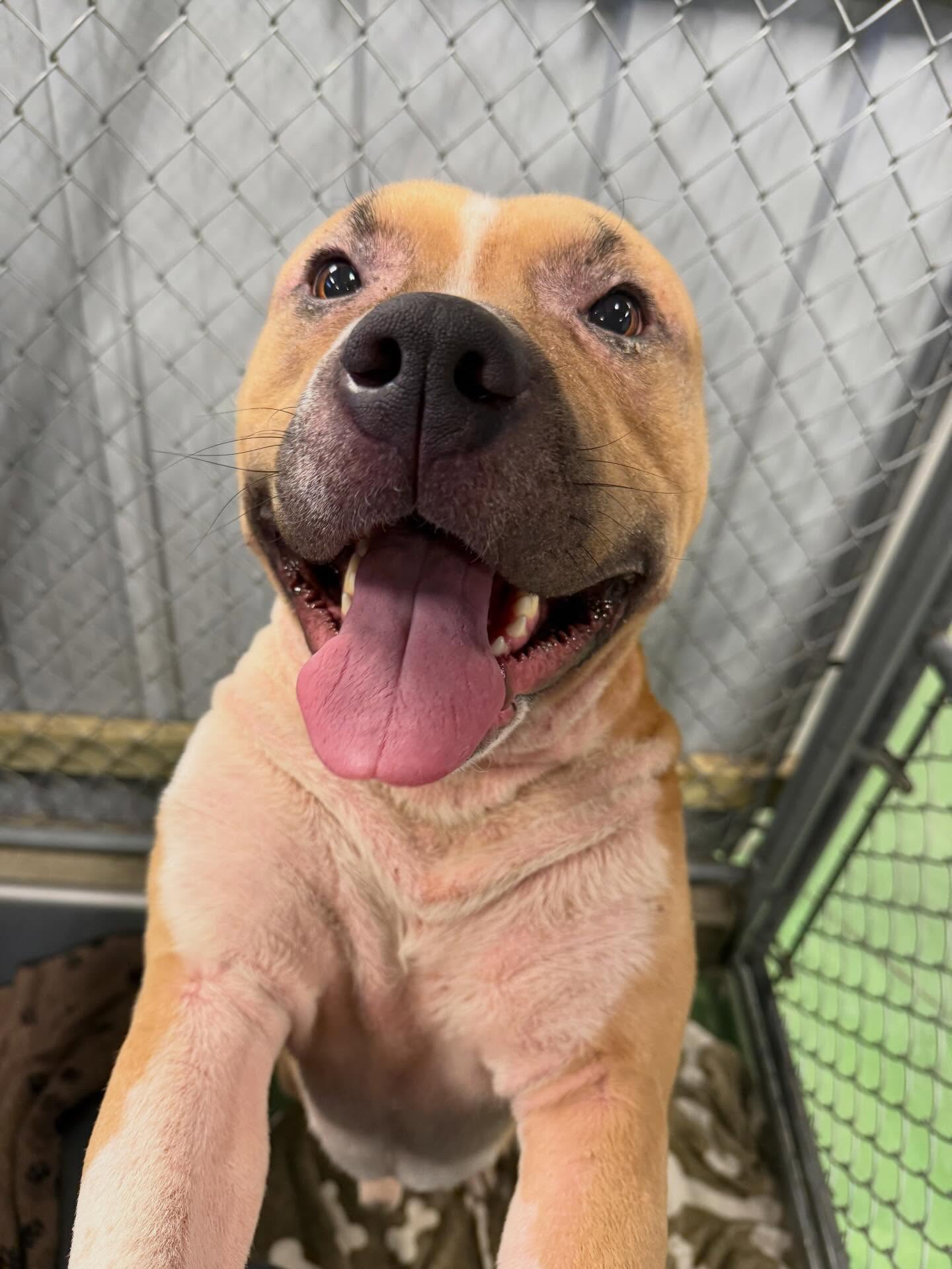 Meet Boom 💥
This handsome pit bull narrowly escaped euthanasia earlier this week. His family was moving to Ontario, where BSL prevents him from going with them, and he had an appointment to be put down. Instead, the amazing team at Zoe’s Animal Rescue stepped in, and Boom is now safe with us at Barkers while he waits for a foster or adoptive home.
When he first arrived, Boom was sad, confused, and unsure of what was happening. But with lots of encouragement, he’s starting to come out of his shell and wow, is he ever a sweet boy.
His previous family shared that Boom can be dog-selective and shy of men, so he’ll need a patient home that understands his boundaries and lets him warm up at his own pace.
We are urgently looking for a foster or forever home for Boom. We’re also collecting donations for Zoe’s (cash or pet supplies) for our Santa Paws Supply Drive. They are in dire need of support right now, and every bit helps them save dogs just like Boom.
@zoesanimalrescue