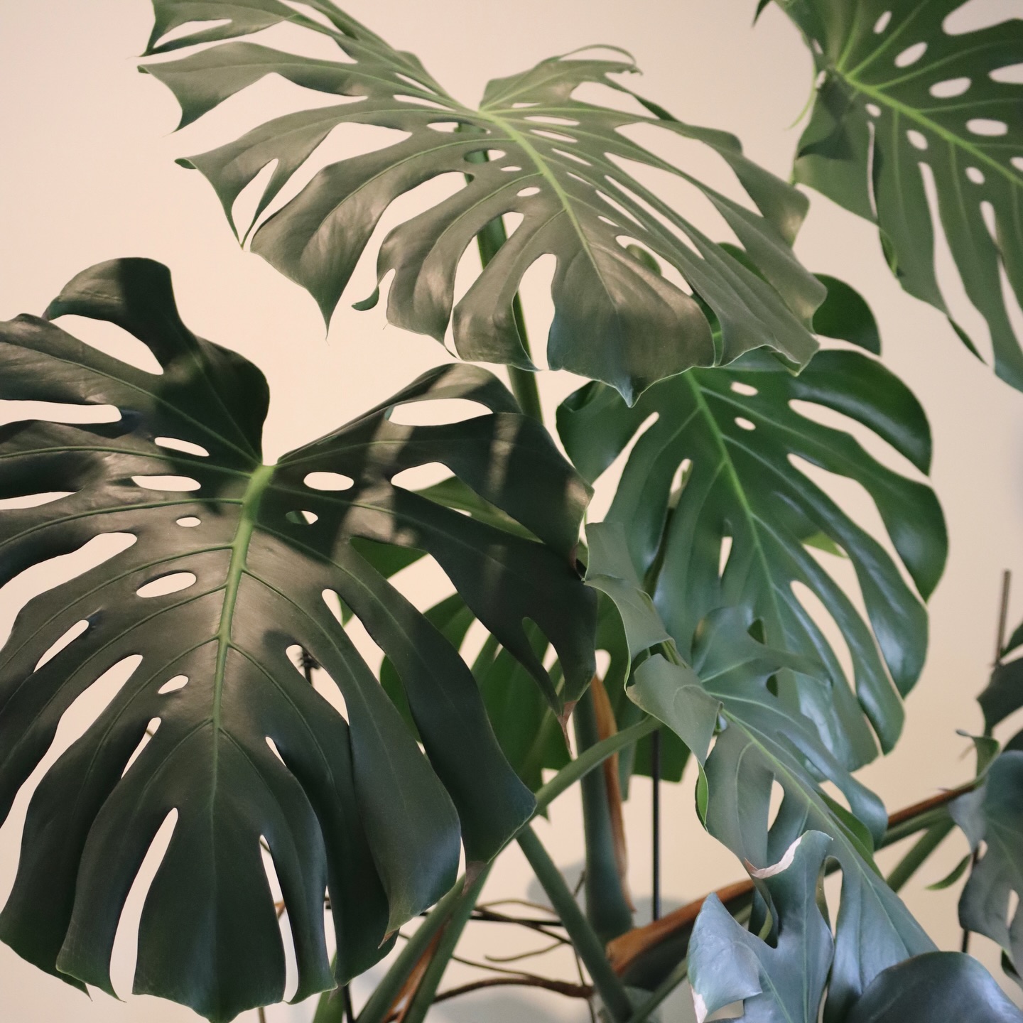 A quiet hello 🤍
This space has held a lot of growth lately, and I’m feeling so very grateful.
As I move into the new year, I’m allowing more room for creativity, thoughtfulness, and care— for both my clients and myself. Thank you for continuing to trust me with your self-care and for being part of this journey.
More to share soon ✨