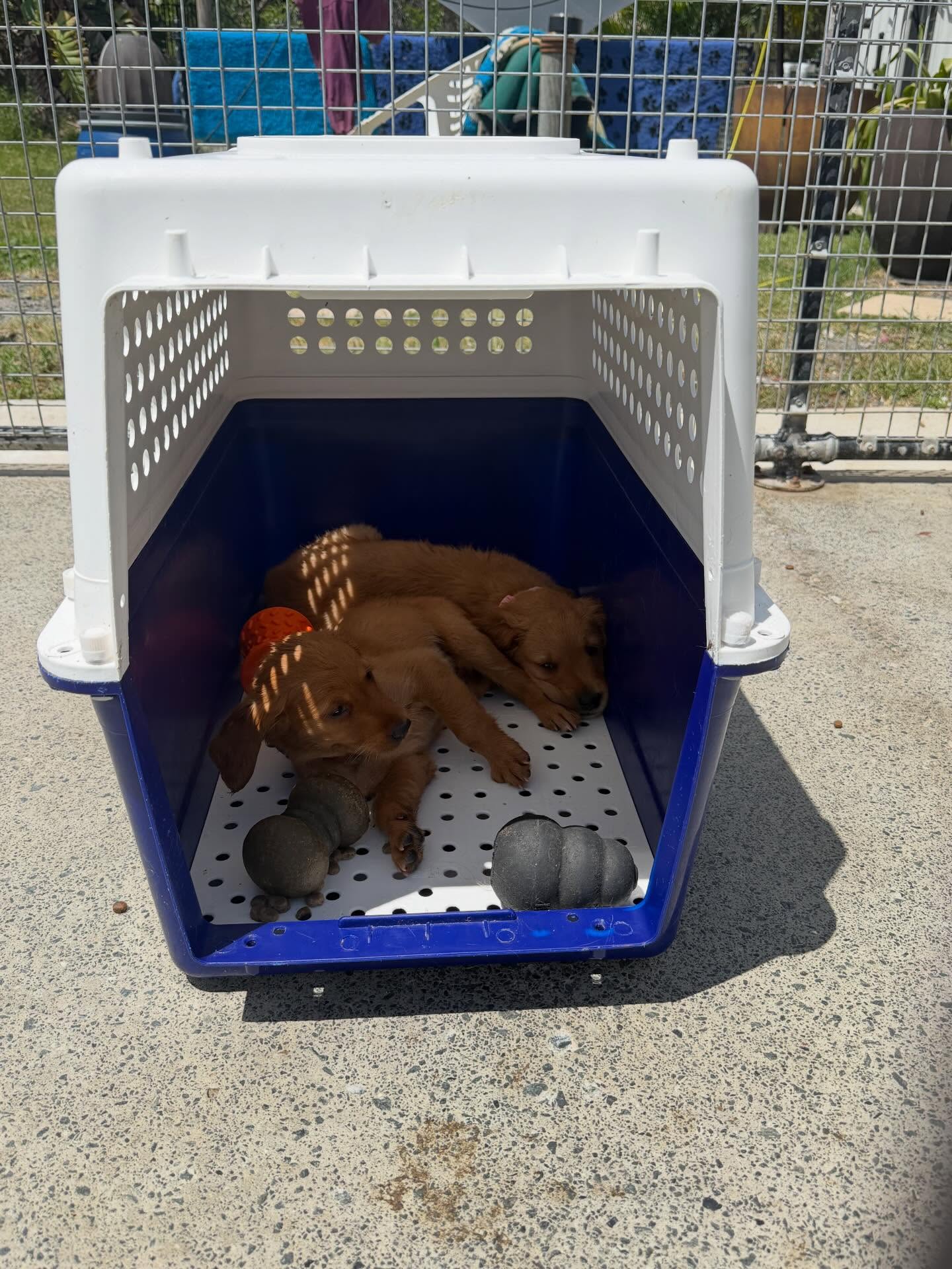 Start of crate training - puppies sleep and play in a crate without the door 🥰😎