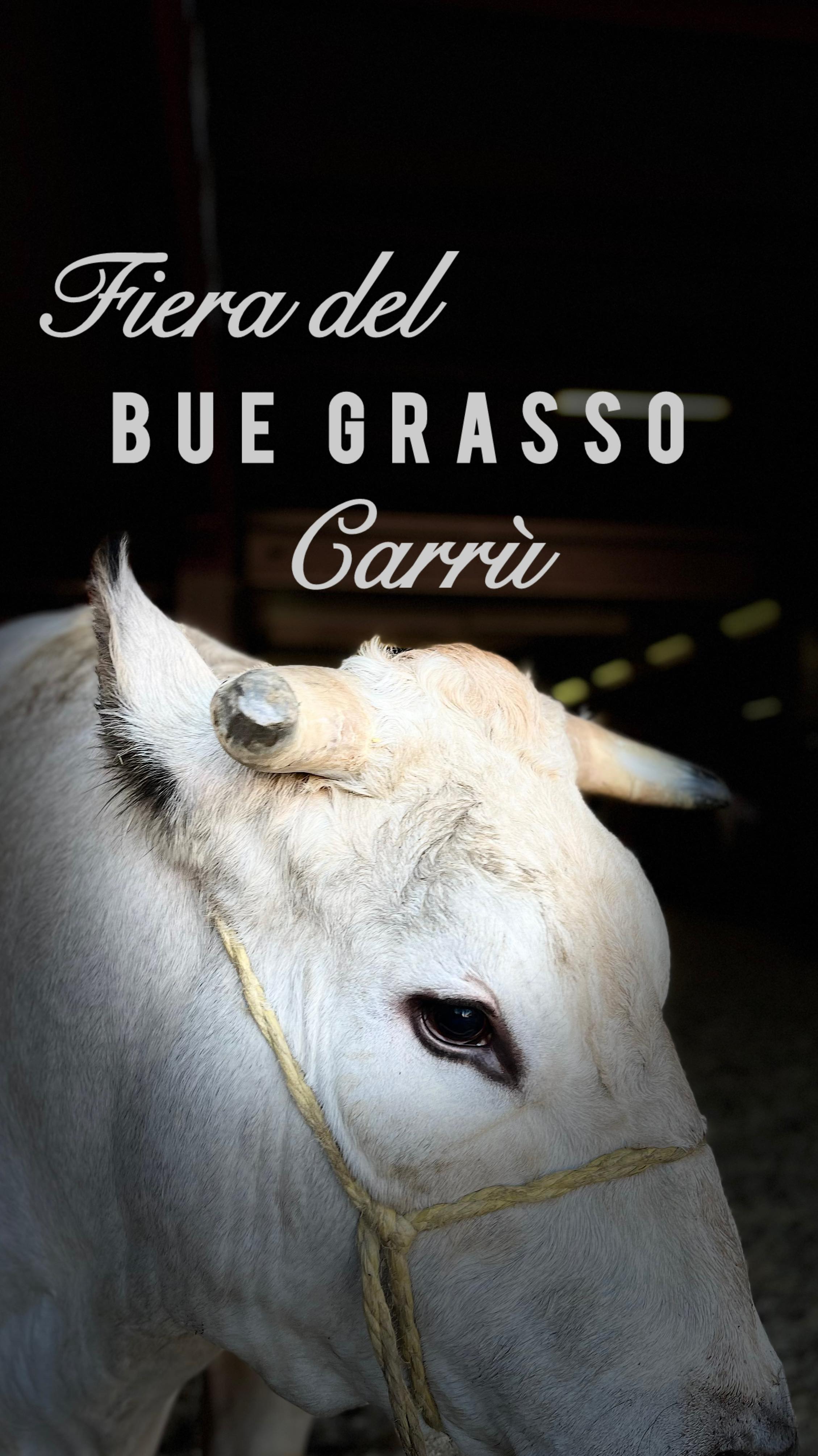 Ogni anno, a Carrù, succede qualcosa di unico.
Un paese intero si sveglia prima dell’alba, gli allevatori arrivano in silenzio, e l’aria fredda si riempie del respiro potente dei buoi.
Un anno di lavoro… per un solo giorno.
È la Fiera del Bue Grasso, dove tradizione, competenza e orgoglio si intrecciano in un rito che non cambia mai, e proprio per questo emoziona sempre.
Si guarda un animale come fosse un’opera d’arte.
Si osservano linee, muscoli, equilibrio, storia.
Si riconosce il talento dell’allevatore, la cura, la fatica.
Tutto per arrivare a quel momento: la premiazione, lo stendardo che cambia mani, l’emozione che si legge negli occhi.
E poi c’è la parte che mette tutti d’accordo:
il profumo dei pentoloni che fumano, il coltello che affonda lento nel bollito, i bagnetti, il brodo caldo tra le dita.
Un sapore che è identità.
🎥 Ho realizzato questo video grazie alla collaborazione con @unionemonregalese , che mi ha permesso di entrare davvero nel cuore dell’evento, vivendo il dietro le quinte più autentico e prezioso della fiera. Grazie in particolare a @nicolobonoo che mi ha proposto di creare insieme alcuni contenuti per questo evento.
#buegrasso #fieradelbuegrasso #carrù #carru #piemonte #valigiainfarinata #trapentoleevaligie #tradizionipiemontesi #piemontedascoprire
#bollitomisto #grandeadri #bagnettoverde #piattitipicipiemontesi #allevatoriitaliani
#dietrolequinte #foodtradition #italiantraditions #italianfoodlover
#unioneMonregalese #videoreportage #piemontelovers #eventistorici #chefsathοme
