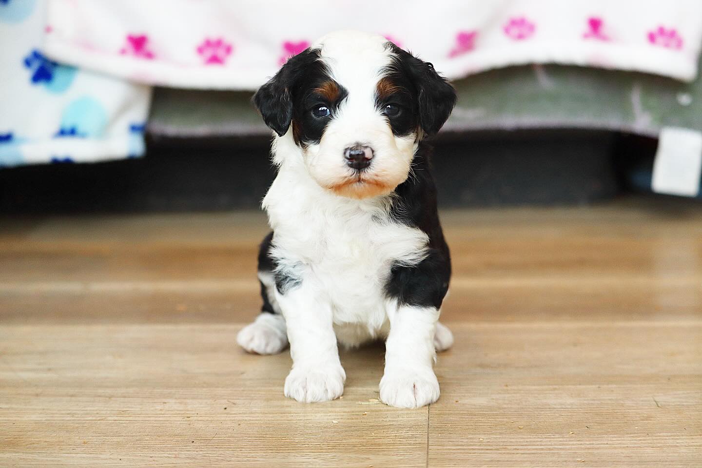 Amore & Jasper bernedoodles babies! #LKBernedoodles