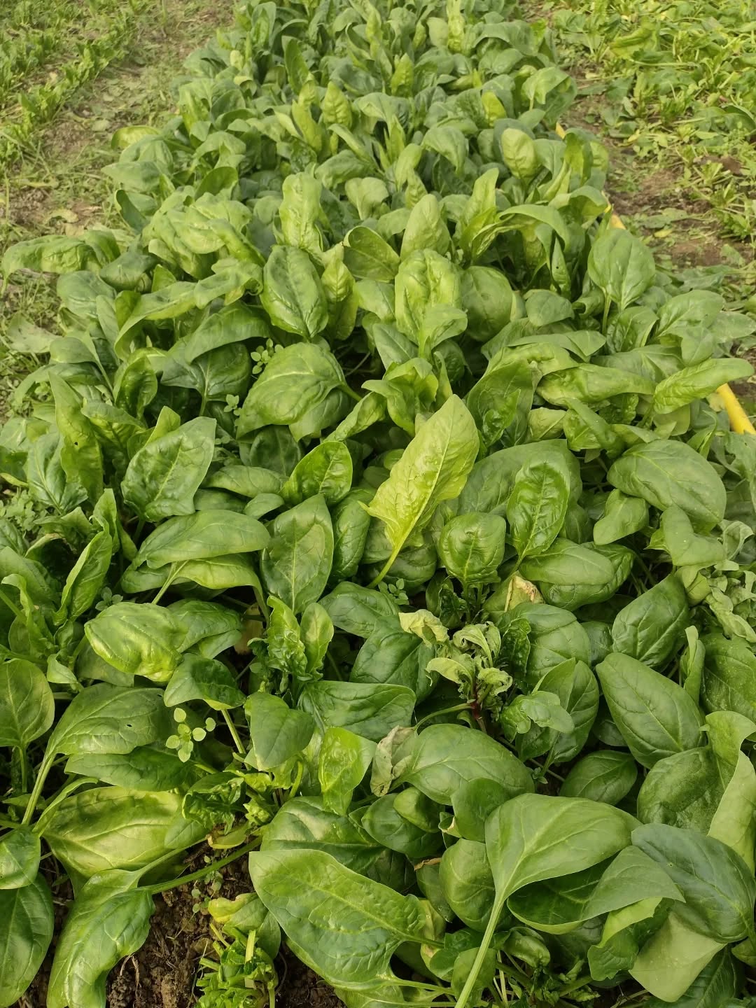 Des mètres d'épinards, de discussions ou de silences méditatifs 🌿