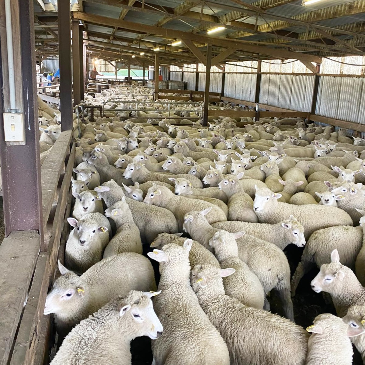 Weaning is well underway! A key point in the season - laying down the foundations for these Headwaters lambs to have the best shot at performing and meeting @lumina.farms specs.
⛰️ Photos at Annandale Farm (Banks Peninsula) and Rotoiti Farm (Scargill Valley)
📸 Kelly Walsh - Headwaters Territory Manager