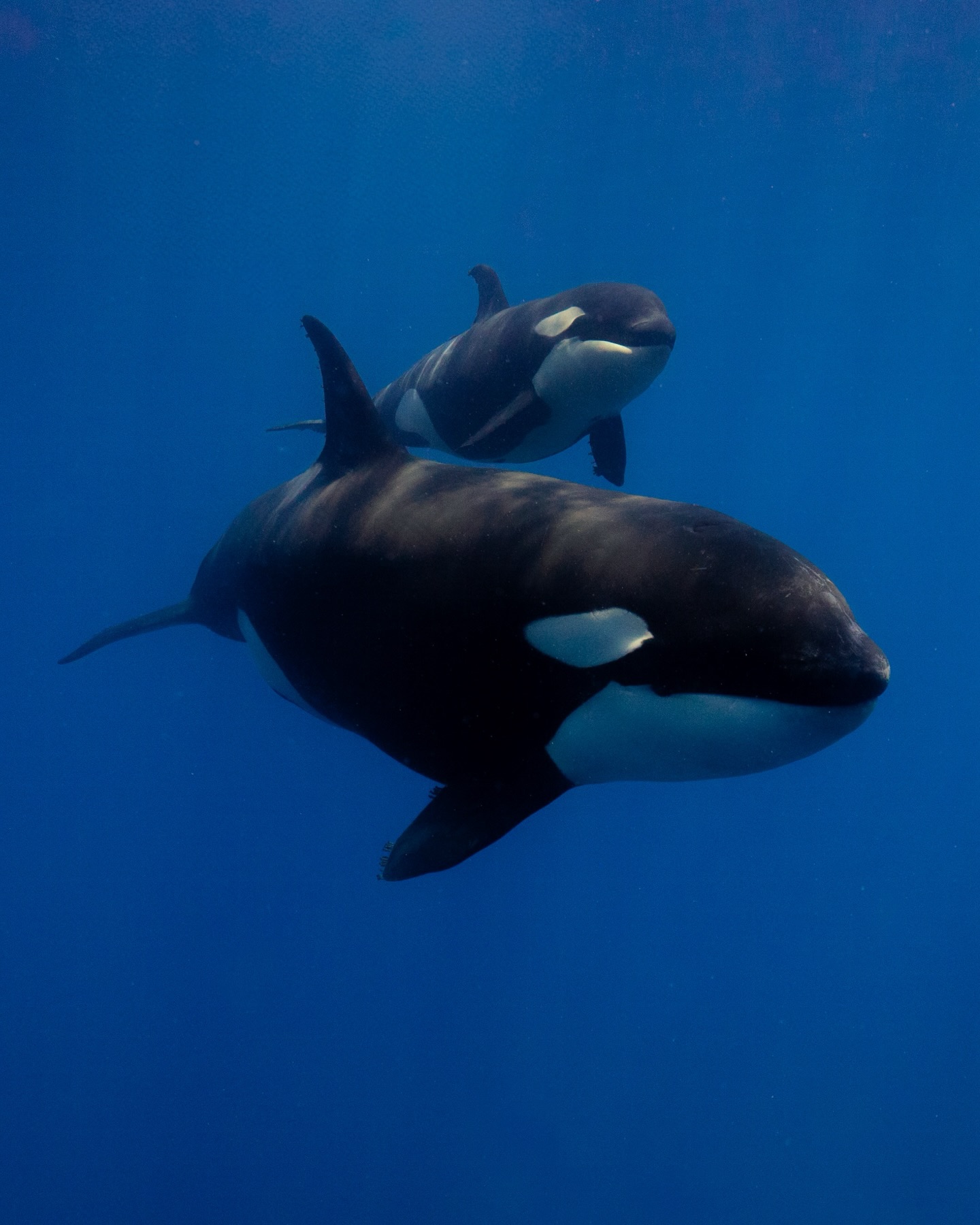 Las orcas (Orcinus orca) siempre tienen esa vibra de vecina curiosa, van con estilo y una seguridad que solo depredadores tope pueden tener. 🐼
A veces la naturaleza te regala escenas que parecen meme… pero que nos recuerdan lo increíble que es la vida marina.
😜 ¿Cuál sería tu caption para esta foto?
— ENG —
Orcas (Orcinus orca) always have that curious neighbor vibe, carrying themselves with a style and confidence that only top predators can have. 🐼
Sometimes nature gives us scenes that look like memes... but remind us how incredible marine life is.
😜 What would your caption be for this photo?
-
-
-
-
-
ballenas jorobadas, avistamiento responsable, los cabos, baja california sur, temporada de ballenas, vida marina, conservación oceánica, proyecto cetáceo, breaching, aletas de ballena, naturaleza salvaje, encuentros marinos, océano pacífico, avistamiento de ballenas, los cabos ballenas, los cabos 2026