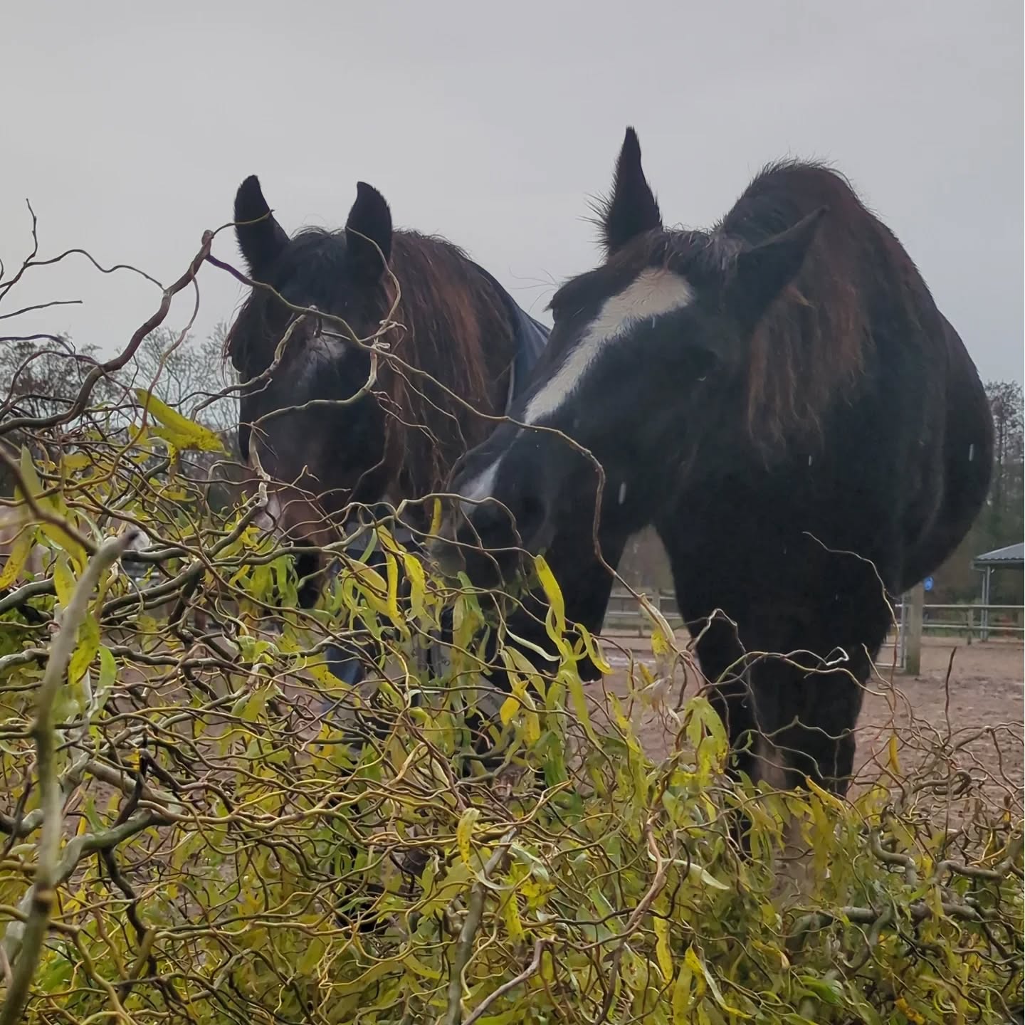 Gesnoeide bomen! Wat een geluk!
Afgelopen week is er (gelukkig buiten de lessen om) onderhoud gepleegd aan de bomen langs de vaart. De #zonnepaarden waren gelukkig erg behulpzaam in de opruimwerkzaamheden
#paardenlekkerbuiten #paardenvrienden #dezonneruiters #haarlem