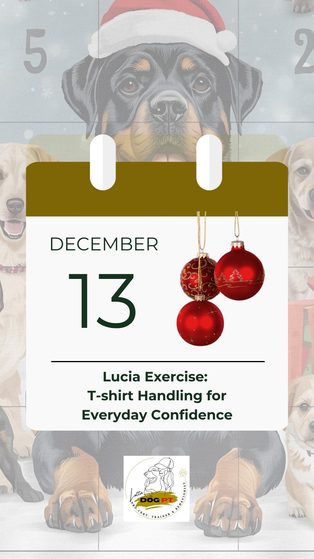 🎄DAY 13- T-shirt handling for everyday comfort
Today we kept the walk a bit shorter because we were off to train with our dog group in an indoor riding arena. New smells, new footing, a completely new place, great environmental training.
Though today’s calendar door is about something else that’s easy to forget:
Everyday handling.
Handling isn’t just nail clipping, grooming and vet visits.
It’s also being comfortable with:
* drying paws after rain
* putting on a coat
* checking the coat and skin
* being touched over the whole body
Today we did a simple “Lucia-style” T-shirt exercise to train exactly that.
✨Why the T-shirt exercise is so valuable
This is not about dressing dogs for fun.
The T-shirt is simply a soft, harmless training tool that helps the dog:
• get used to being touched all over
• stay calm while something goes over the head
• feel safe during handling
• prepare for coats, harnesses and collars
• accept body checks or drying after walks
• build confidence through small challenges
It’s a confidence and handling exercise, not a fashion moment.
✨ T-shirt exercise – step by step
1️⃣ Have a bowl of treats next to you and a T-shirt.
If you’ve worked on reverse luring (see Day 9), do a few reps first.
2️⃣ Let your dog sniff the T-shirt and reward.
The shirt should predict something positive.
3️⃣ Gently pull the T-shirt over the head, reward immediately.
4️⃣ Guide one front leg at a time through the shirt, praising and rewarding each step.
5️⃣ Take the T-shirt off the same way – step by step, with treats and a calm voice.
Keep the sessions short.
If your dog stiffens up, backs away, licks a lot or looks worried → pause, do something easier and try another day.
When your dog is more comfortable, you can let them offer to put their head into the T-shirt to earn the reward.
🌟 Small exercises, big joy, every day together.
#dogtraining
#handlingtraining
#fearfreehandling
#dailydogtraining
#confidencebuilding
#positiveDogTraining
#dogcomfort
#lottadogpt
#rottweilerlife
#dogadventcalendar
#rottweiler