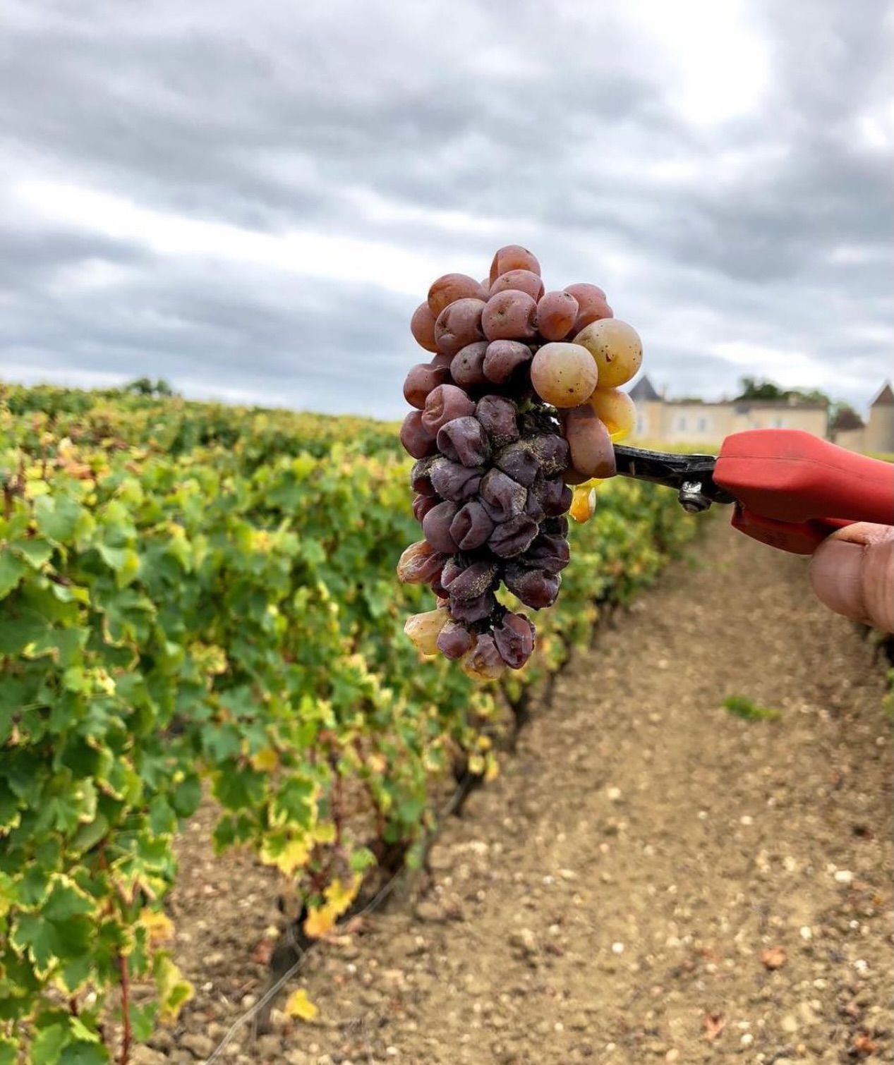 11° Giorno di Avvento
Botrite: quando la stessa muffa può rovinare o creare un capolavoro.
La Botrytis cinerea è un fungo affascinante e ambiguo:
può essere il peggior nemico della vite… oppure il segreto dei vini dolci più preziosi al mondo.
Muffa volgare
Quando arriva nel momento sbagliato — con troppa umidità e acini ancora poco maturi — la botrite diventa un problema.
Gli acini marciscono, si sfaldano, perdono freschezza e aromi.
Il risultato? Uve compromesse e vini piatti, ossidati, privi di eleganza.
È la botrite cattiva, quella che ogni viticoltore teme.
Muffa nobile
Ma nelle condizioni perfette — umidità mattutina e asciugatura pomeridiana — accade la magia:
la botrite perfora delicatamente la buccia, l’acqua evapora e gli zuccheri si concentrano.
L’uva si trasforma in piccole gemme ambrate, ricche di aromi di miele, agrumi, albicocca disidratata, zafferano.
È la botrite benefica, la stessa che dà vita a Sauternes, Tokaji e altri vini passiti leggendari.
È sorprendente pensare che sia la stessa forma di vita a determinare due destini opposti:
da una parte la rovina dell’uva, dall’altra alcuni dei vini più emozionanti del mondo.
Vuoi la bottiglia perfetta per il tuo menù delle feste?
Scrivici! 👇
#vino #barrique #affinamento #winelover #wineexperience finewine degustazione winestory winepassion eleganza
AvventoDelGusto WinePairing HolidayDinner WineLovers Festività FineDining Brindisi