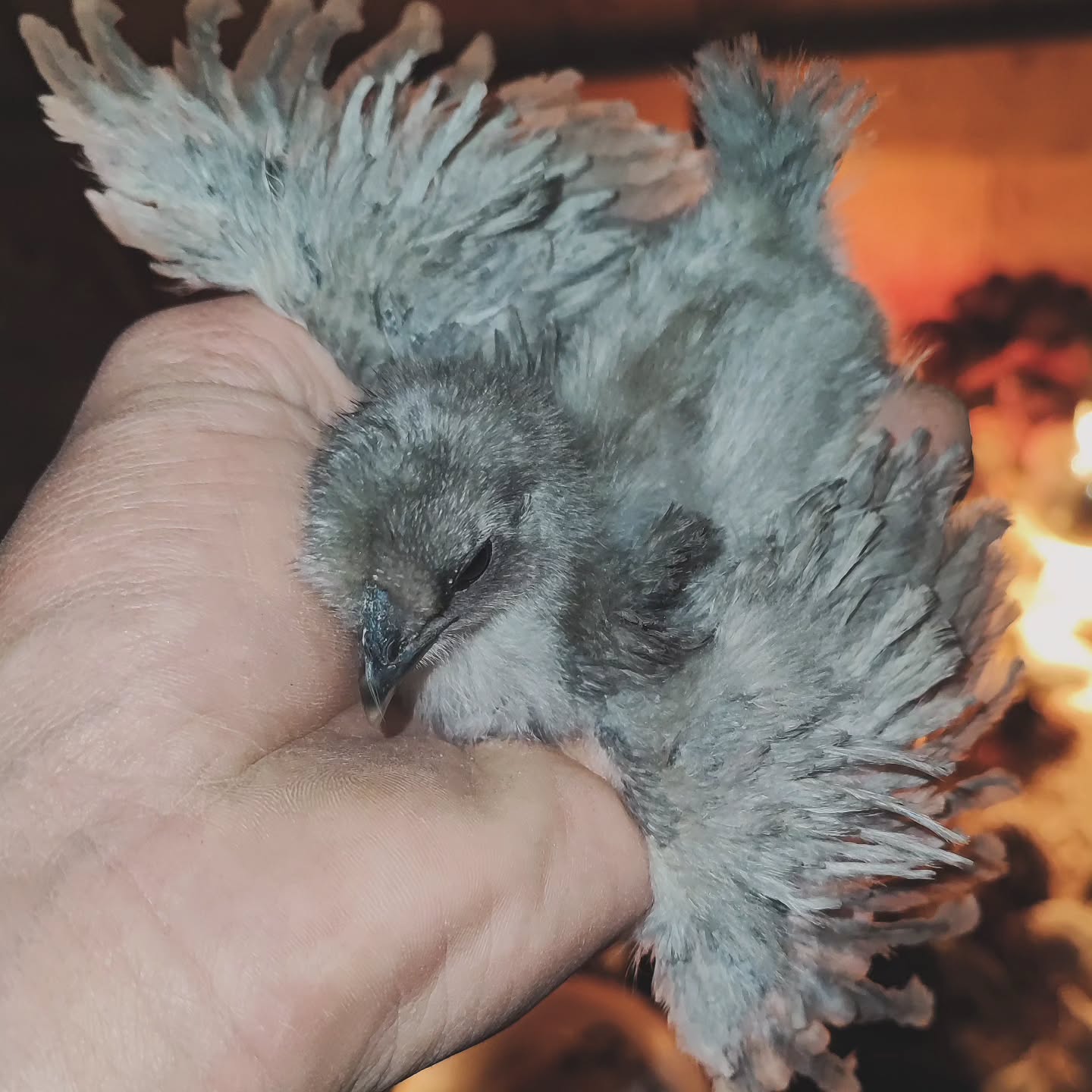 Unsere gelockten Seidenhühner sind kleine Kuschelwunder mit Charakter, charmant, freundlich und einfach zum Verlieben.
Wer braucht schon Kuscheltiere, wenn man so süße Flauschis im Garten hat? ✨
_________________________________
𝗩𝗲𝗿𝗳ü𝗴𝗯𝗮𝗿: Bruteier 🐣, Küken 🐥
𝗙𝗮𝗿𝗯𝘀𝗰𝗵𝗹ä𝗴𝗲: verschiedenste Farben
𝗵𝘁𝘁𝗽𝘀://𝘄𝘄𝘄.𝗯𝗿𝗼𝗵𝗼𝗹𝗺𝗲𝗿-𝘇𝘂𝗰𝗵𝘁.𝗰𝗼𝗺/frizzle
Instagram & TikTok @huehnerwelt_rauch
Facebook @rauchs_huehnerwelt
_________________________________
Liebe Grüße und alles Gute
Euer Gabriel von Rauchs Hühnerwelt
#seidenhuhn #seidenhühner #silkiechicken #silkiechickens #seidenhuhnküken #happyküken #ostern #happyhühnergarten #locken #rooster #silkiefrizzle #lockenkopf #frizzle #hühnerwelt #hühnerei #frizzlechickens #küken #frizzlechicken #nature #zahmehühner #farming #chickenfarming #lavenderaraucana #natürlicheeierfarben #frizzlerooster #hühnerzucht #hatchingeggs #gahmong #nichtgefärbt #hühnerweltrauch