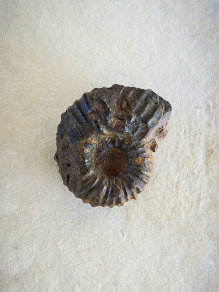 🥂 Menu Insights en esta temporada...
GUANE
Cordero, vino tinto, ceniza.
La crianza de cordero comienza en el campo, donde varios de nuestros proveedores implementan prácticas responsables para maximizar la calidad de este producto, como siembras diversas de pastos y plantas orgánicas como alimento primario, limpieza, cuidado y respecto por la crianza, sin hormonas o antibióticos. Conocemos estos apriscos y las familias que están detrás de ellos cuidando nuestro entorno y de la tradición gastronómica de la región.
El visual de este plato es una alusión a los amonites, fósiles presentes en el subsuelo del territorio Guane.
...
📝 GUANE; plato principal.
Pasta artesanal con ceniza de cebolla y carbón activado, cordero, hierbas y nueces, salsa de vino tinto, mizuna morada, aceite de cenizas.
...
Menú de temporada
Miércoles a Domingo y dias festivos.
1pm | 2pm | 3pm.
Reservas:
✅ 3157022110
...
#Milana #Barichara #Colombia
#MilanaBarichara
@lu_enciso
@lapenitabachue
@lacteoslapenita