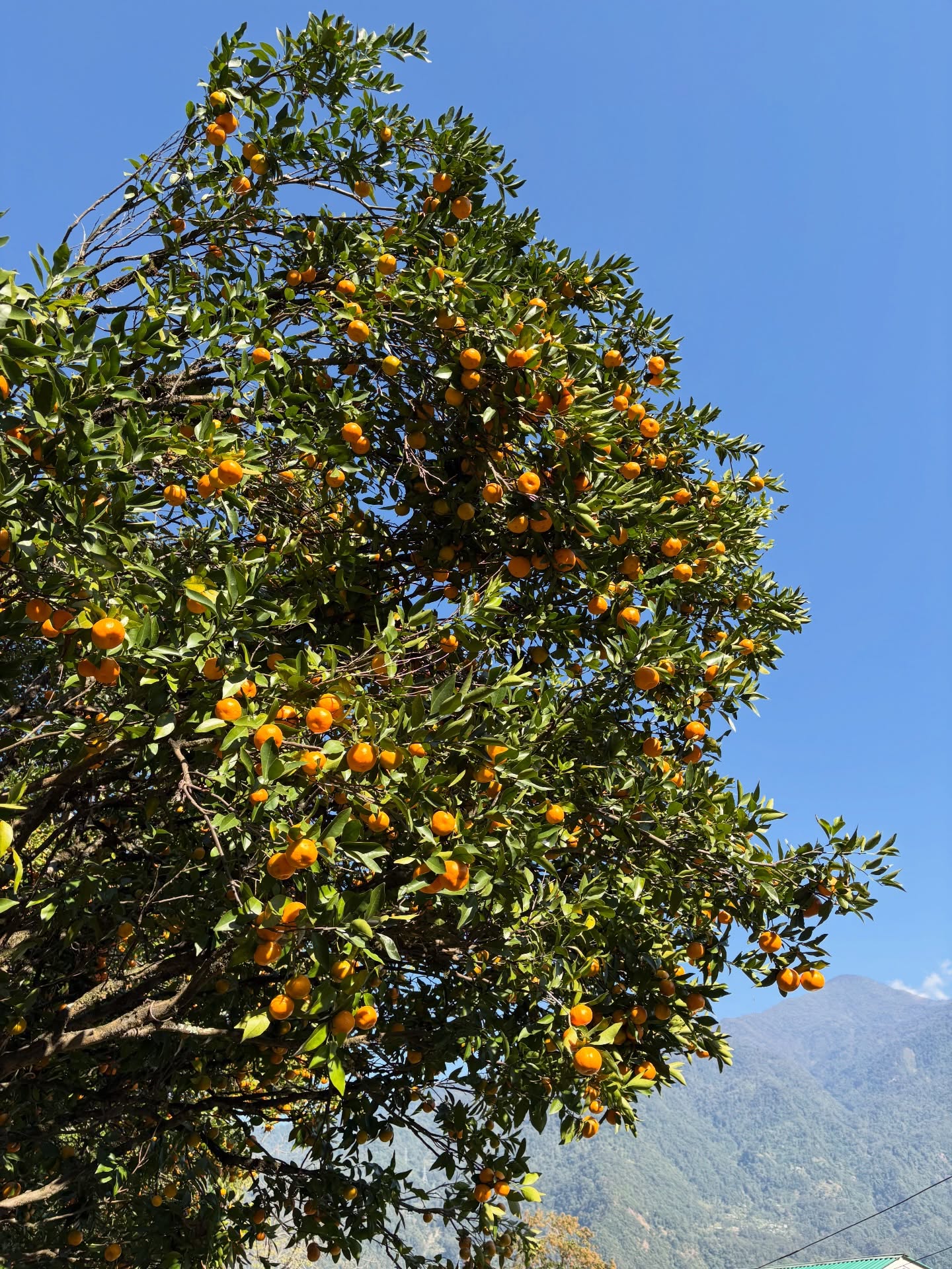 Alert! Alert! 🍊
Straight from our mom’s orange orchard in Dzongu, North Sikkim, we have only 20 boxes of fresh Sikkim Mandarin available.
Each box comes packed with dozens of juicy oranges for just ₹250.
We want Kalimpong to taste these delicious oranges,
soak in the winter sun while enjoying the SUNTALA.
Grab yours before they’re all gone!
Call us at 98835 22466