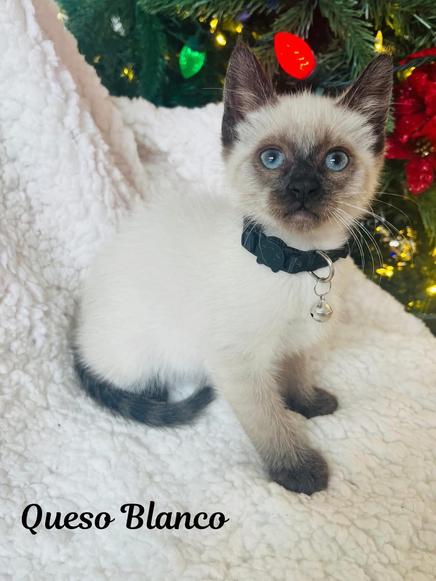 Almost Ready for Forever Homes! 🐾
This sweet mama and her precious kittens have been thriving in a loving foster home through Fort Worth Animal Care & Control for the past two months. They’ve been showered with love, cuddles, and care—and while they will be deeply missed by their foster, everyone is so excited to see them start the next chapter of their lives in forever homes. ❤️
If you’re interested in learning more or would like to adopt, please email
📧 fwaccfoster@fortworthtexas.gov
Their happily-ever-after could start with you!